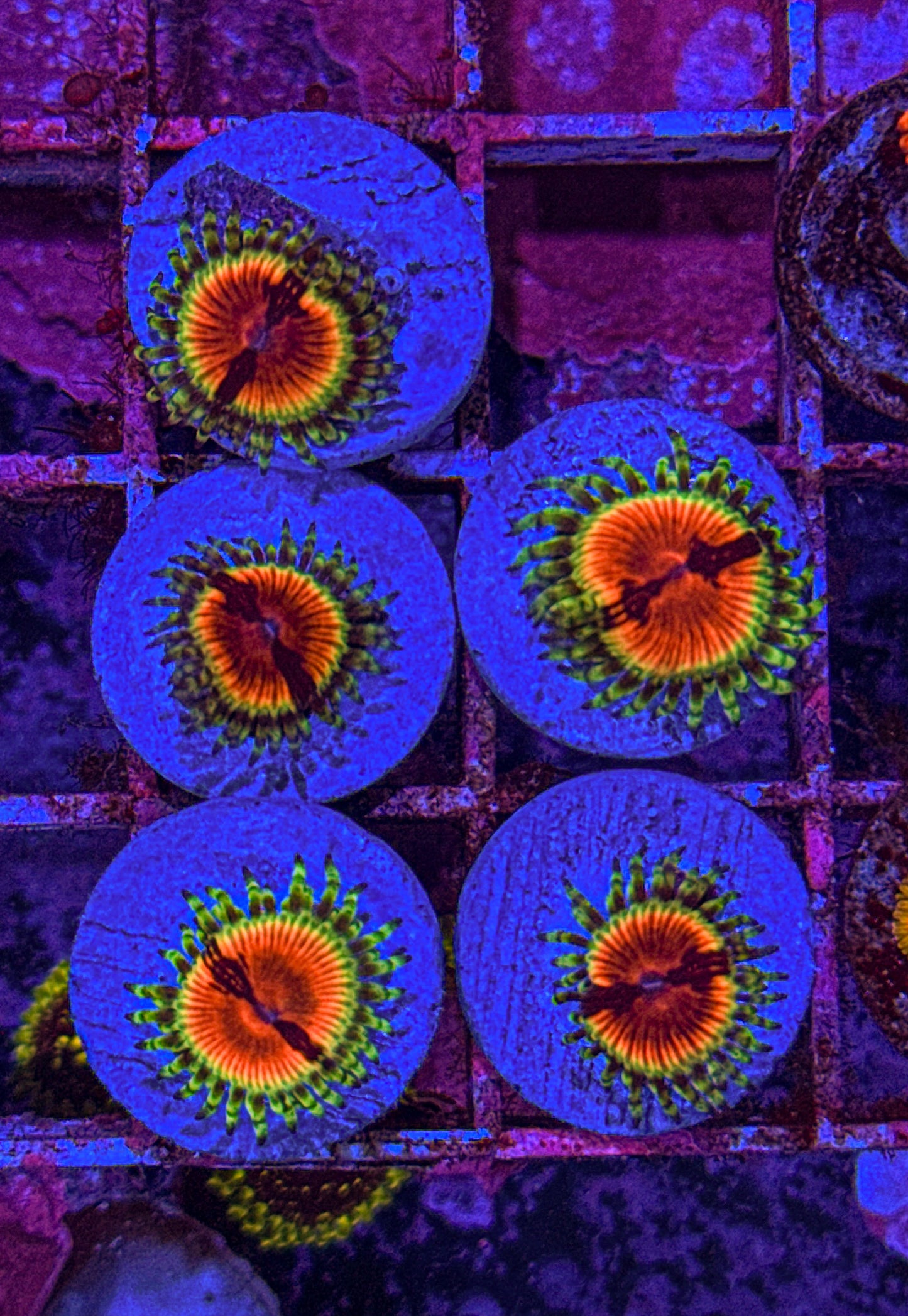 JF Bloodshot Zoa (WYSIWYG)