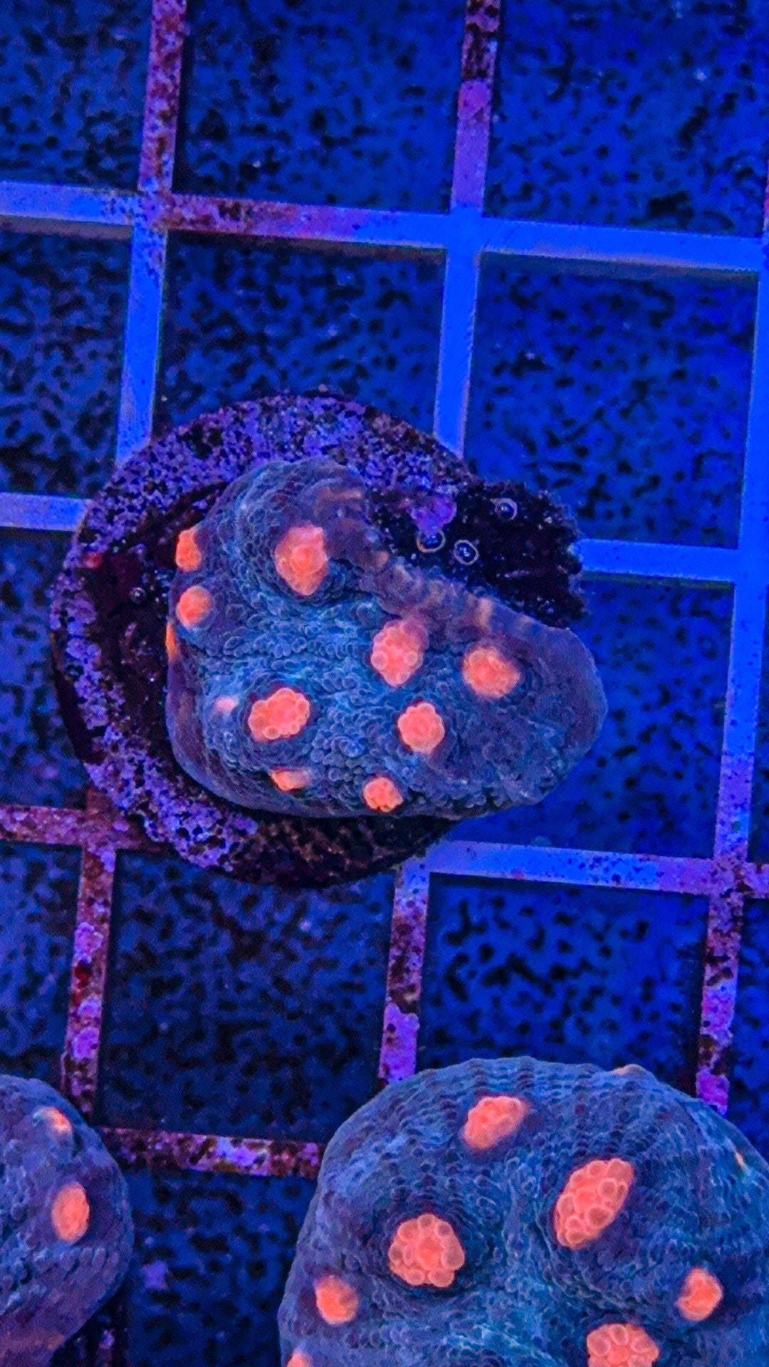 Miami Hurricane Chalice (WYSIWYG)