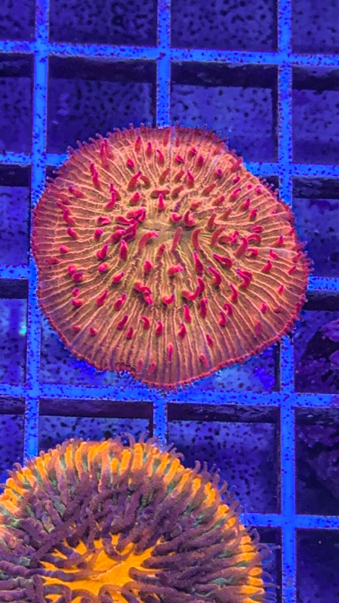 Bloodshot Fungia (WYSIWYG)