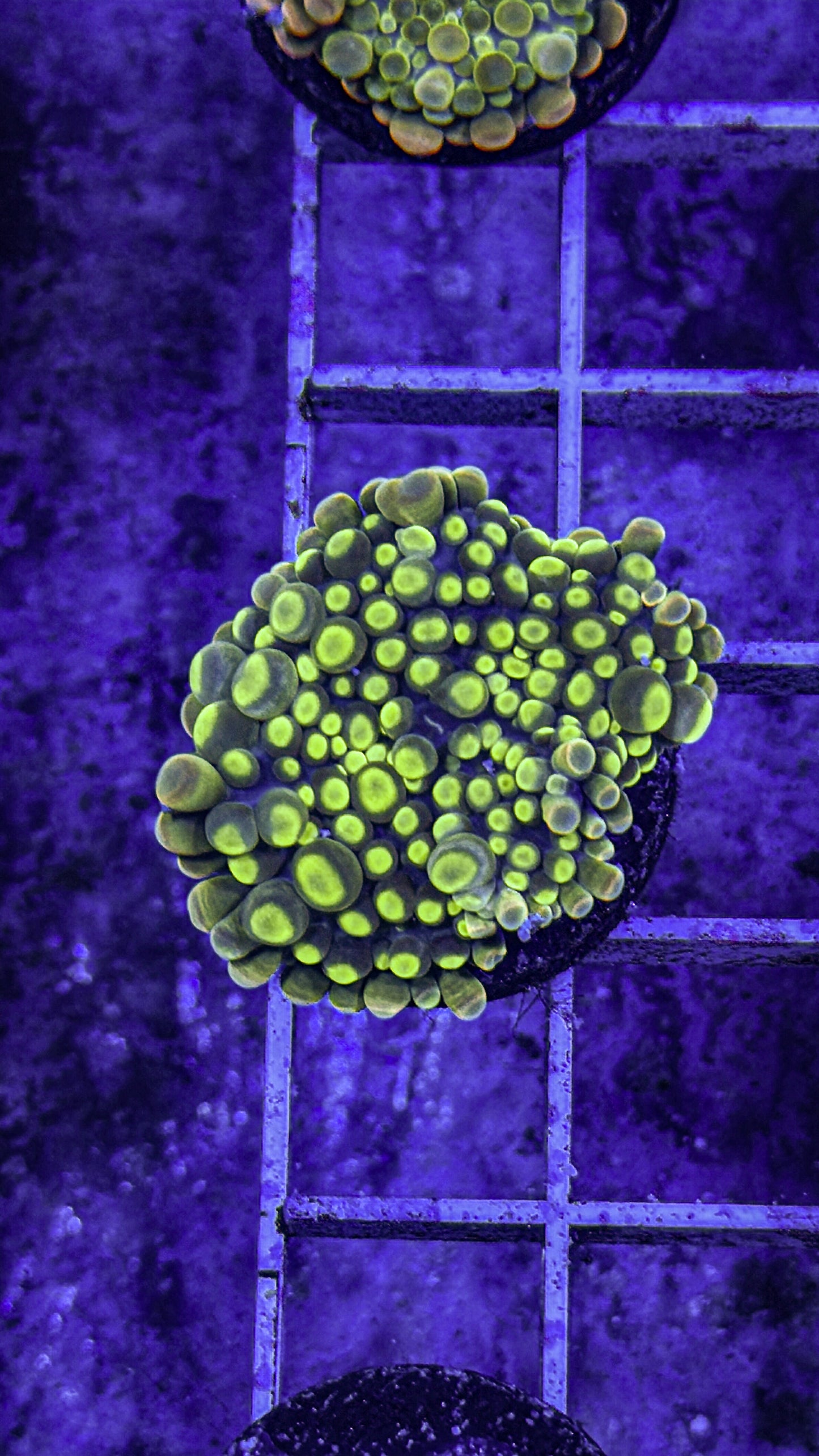 Malaysian Bounce Yuma (WYSIWYG)