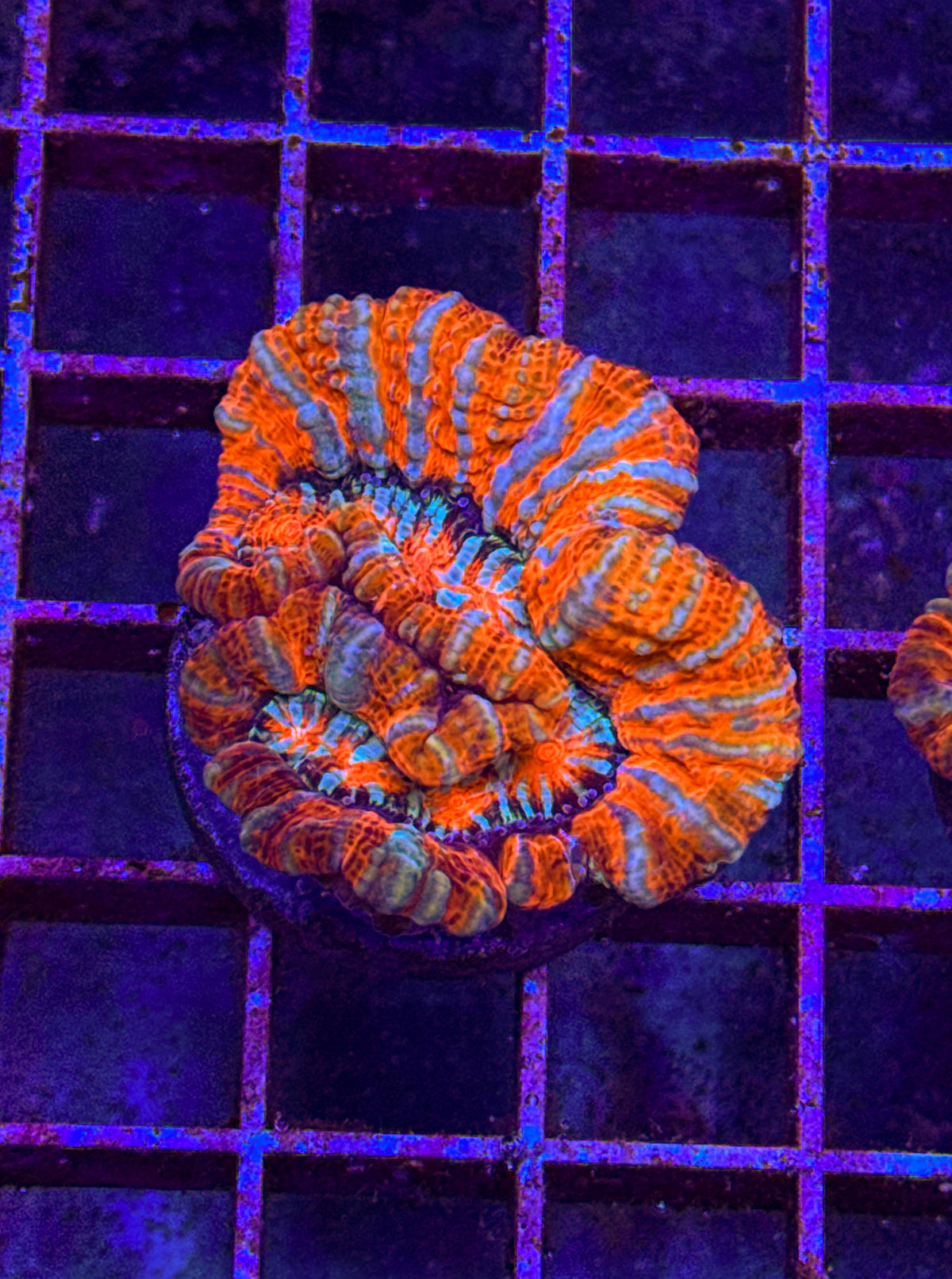 Rainbow Wilsoni (WYSIWYG)