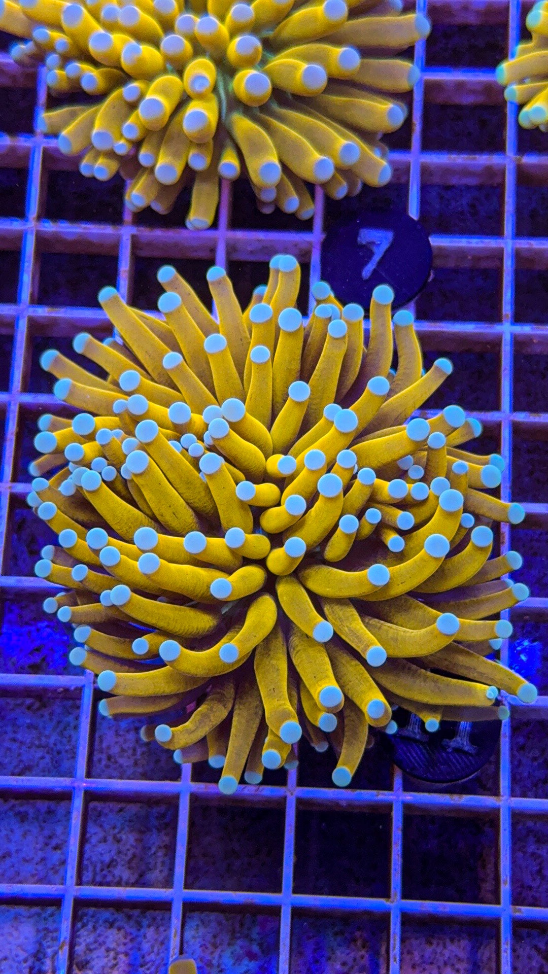 Banana Torch #11 (WYSIWYG)