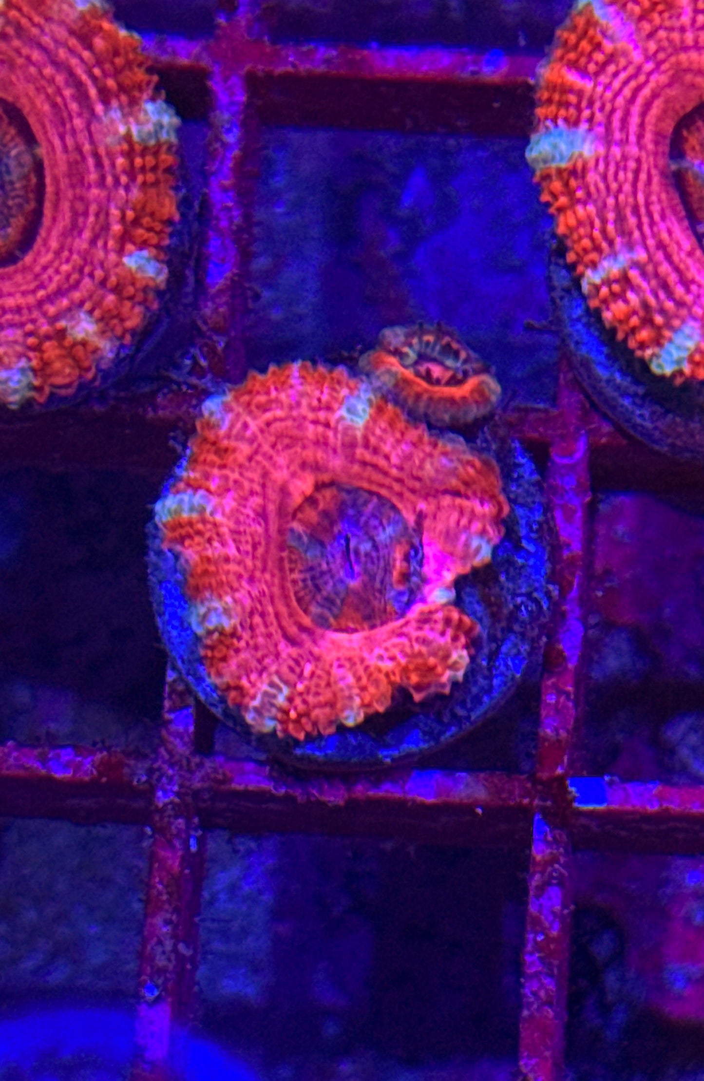 Pink Acan (WYSIWYG)