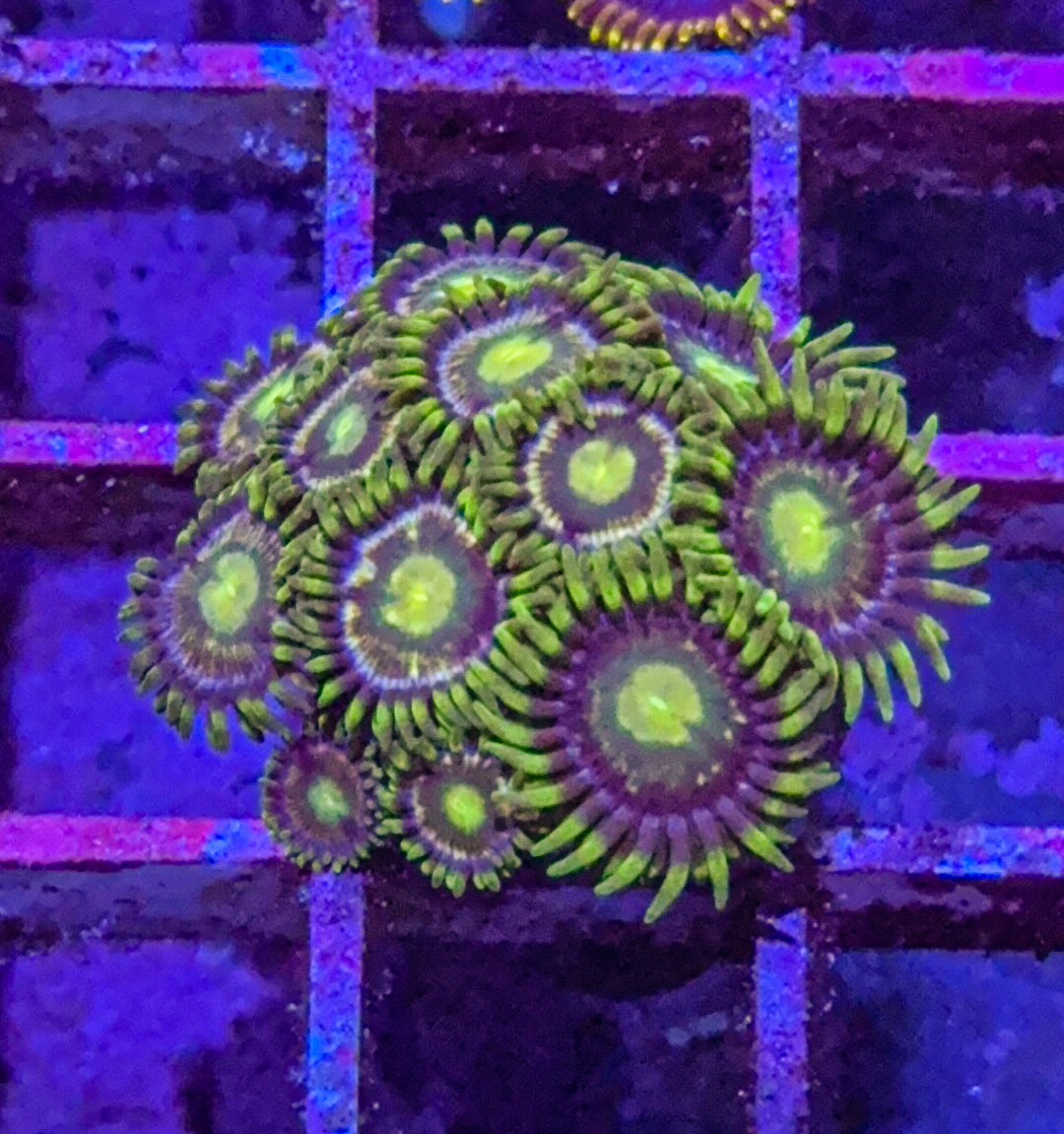 Alien Eye Zoas (WYSIWYG)