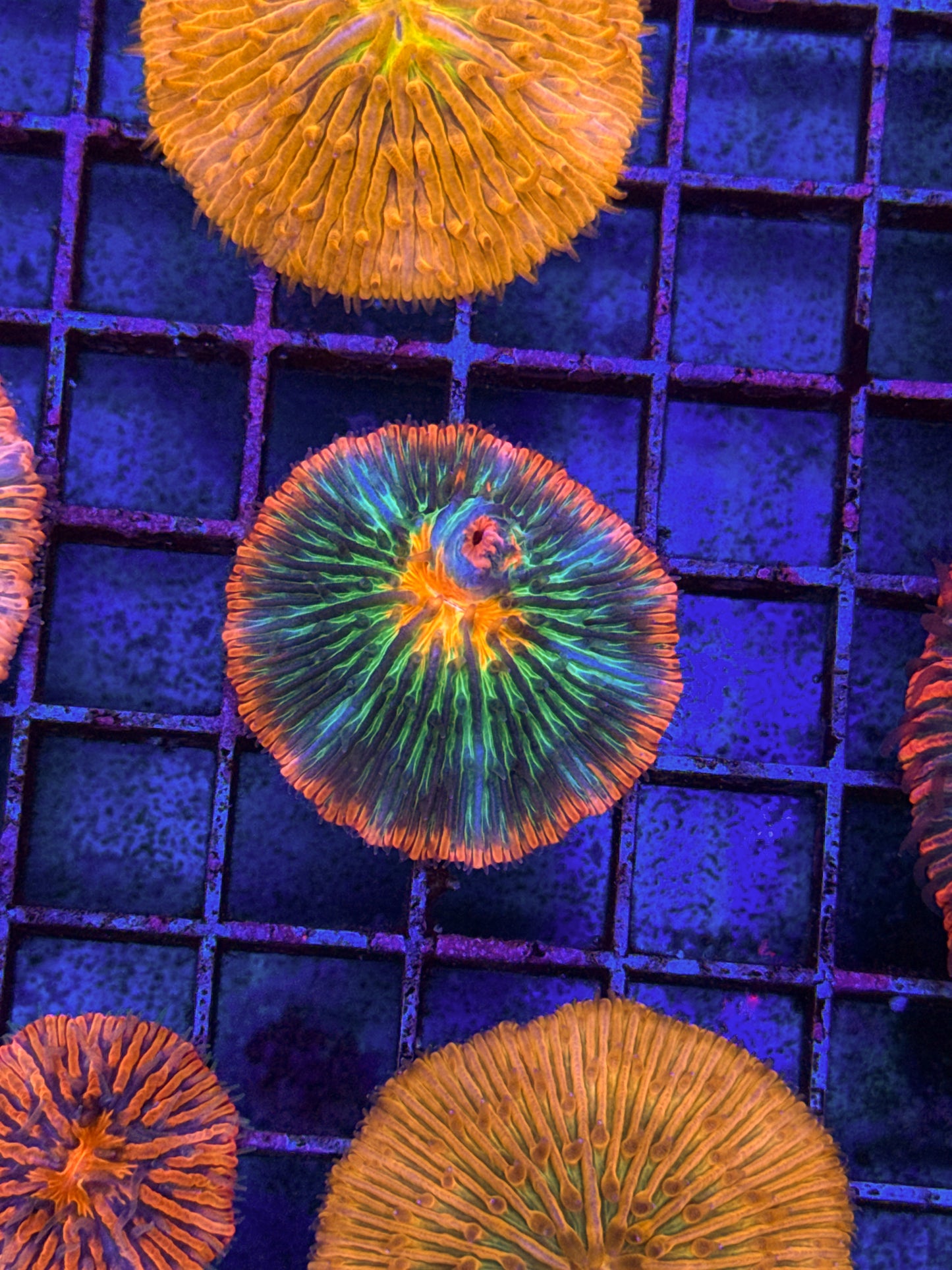Unique Rainbow Fungia (WYSIWYG)