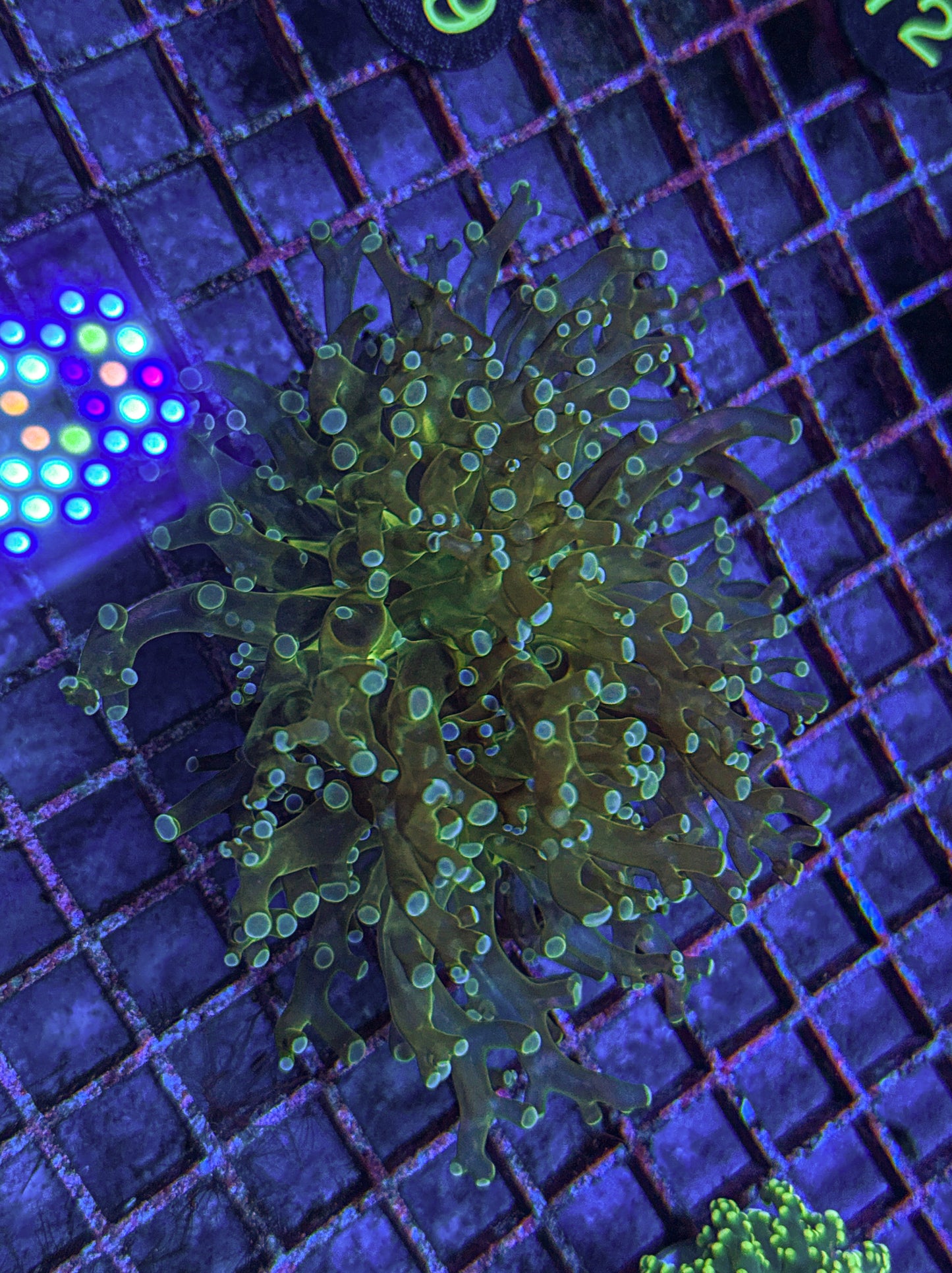 Frogspawn (WYSIWYG)