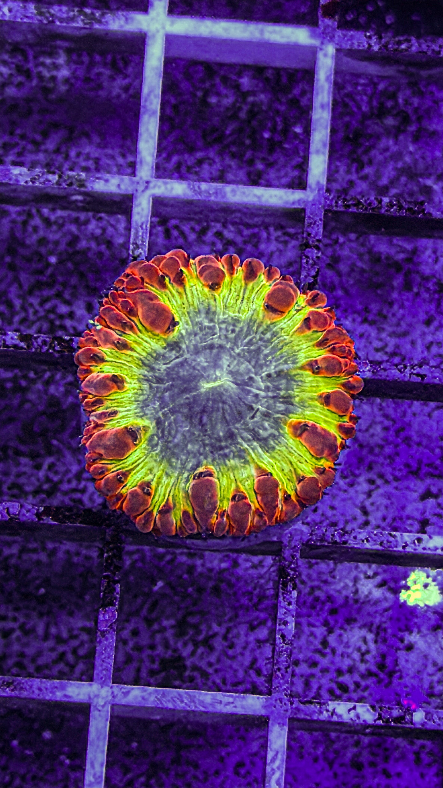 Indo Blasto (WYSIWYG)