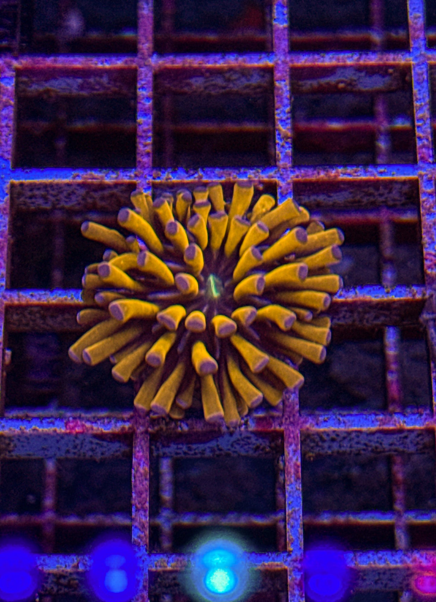 Banana Cristata Torch (WYSIWYG)