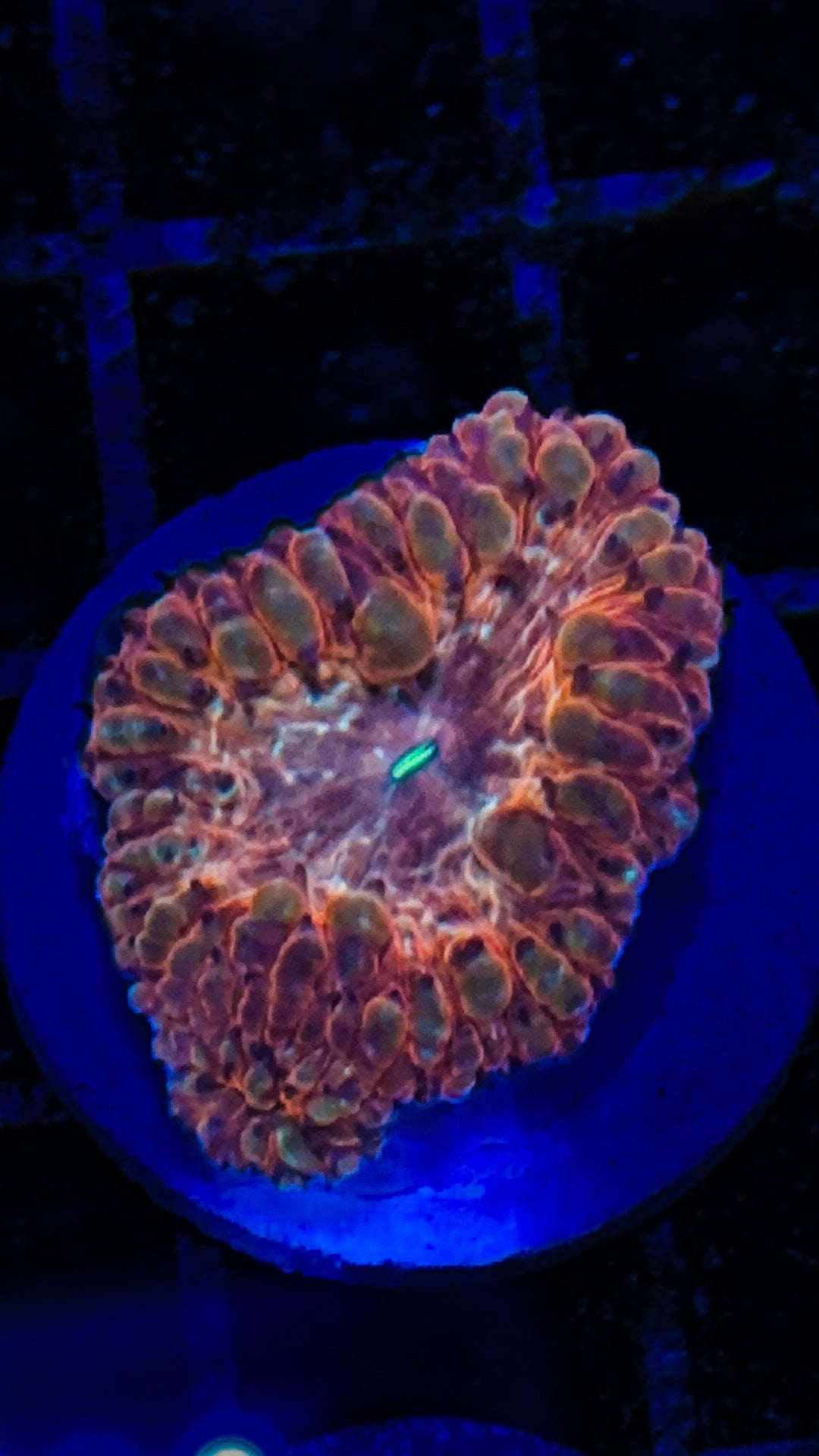 Orange/Gold Indo Blasto (WYSIWYG)