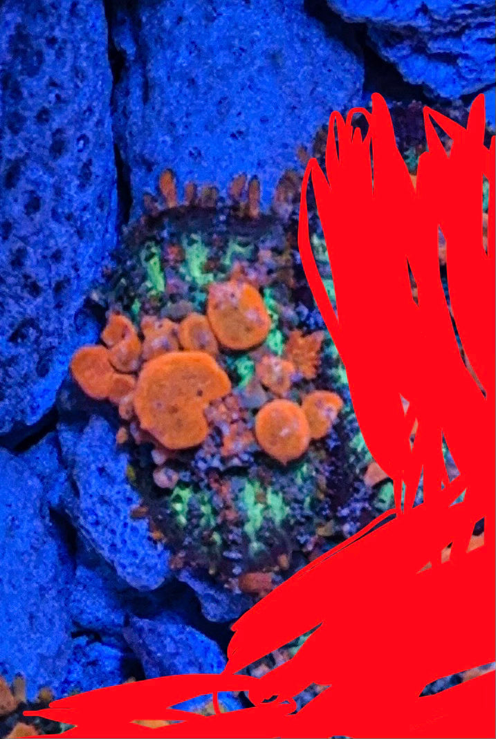 Sunkist Bounce Mushroom (WYSIWYG)