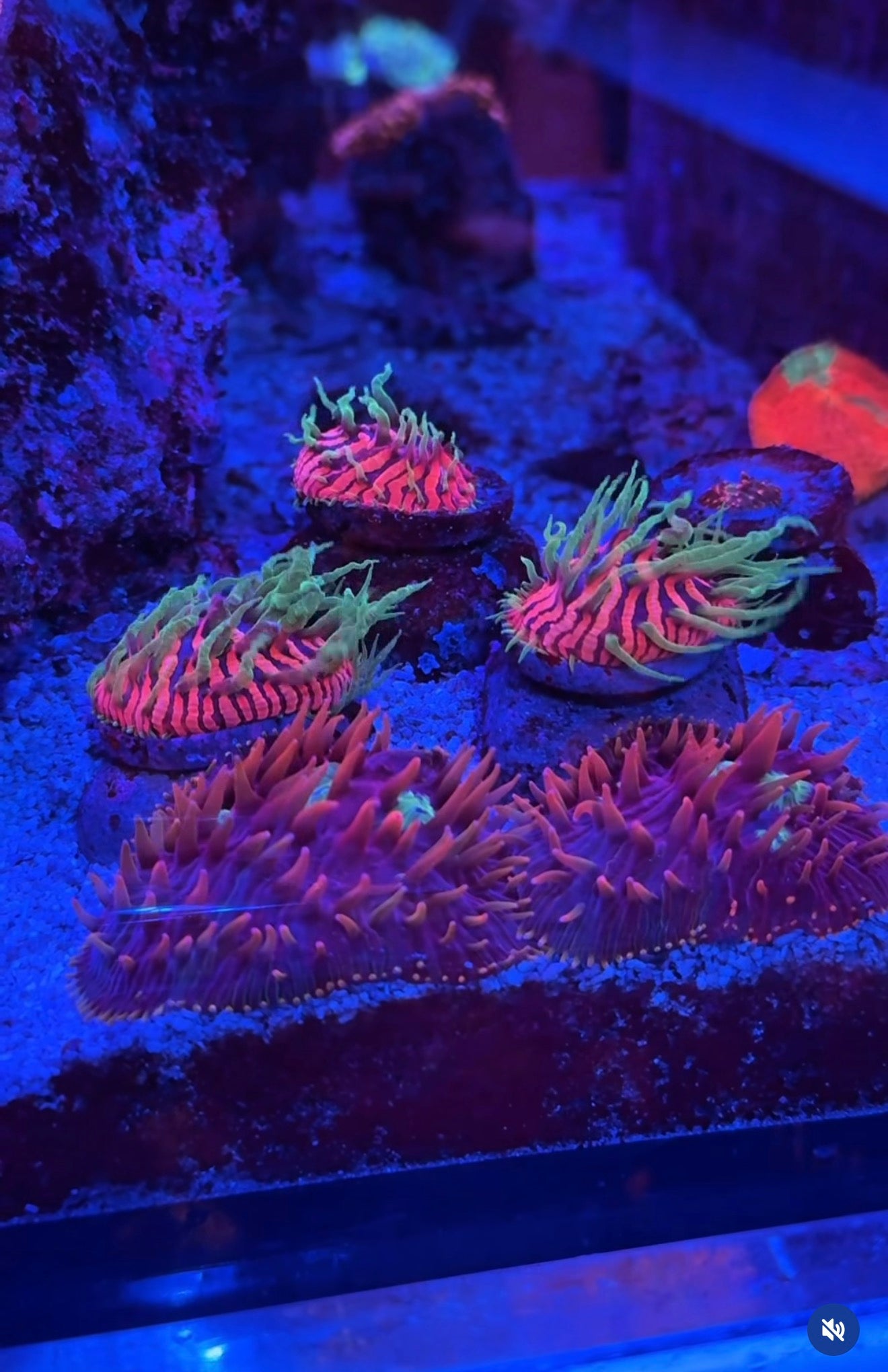 TCK Insane Plate (WYSIWYG)