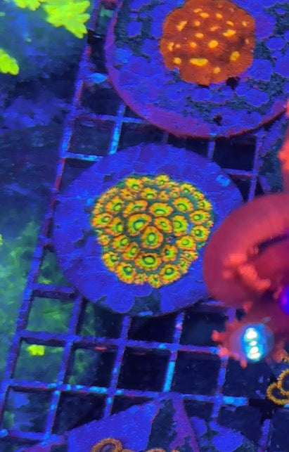 HG Acan Mark