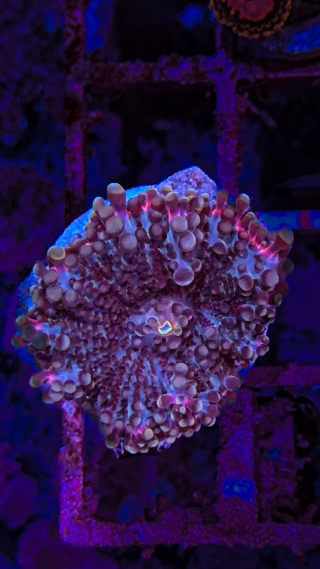 Rainbow Ricordea Mushroom (WYSIWYG)