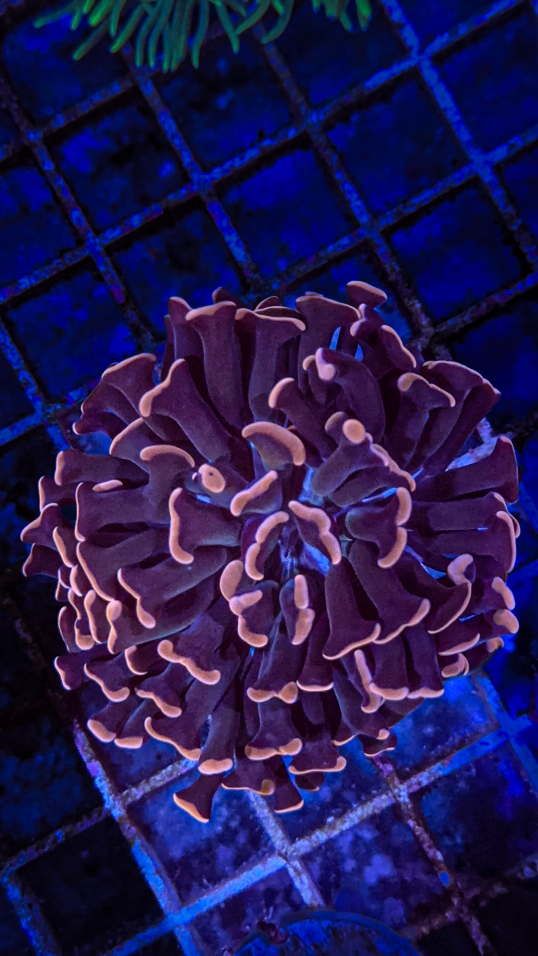 Rare Aussie Pink Tip Blue Center Hammer (WYSIWYG)