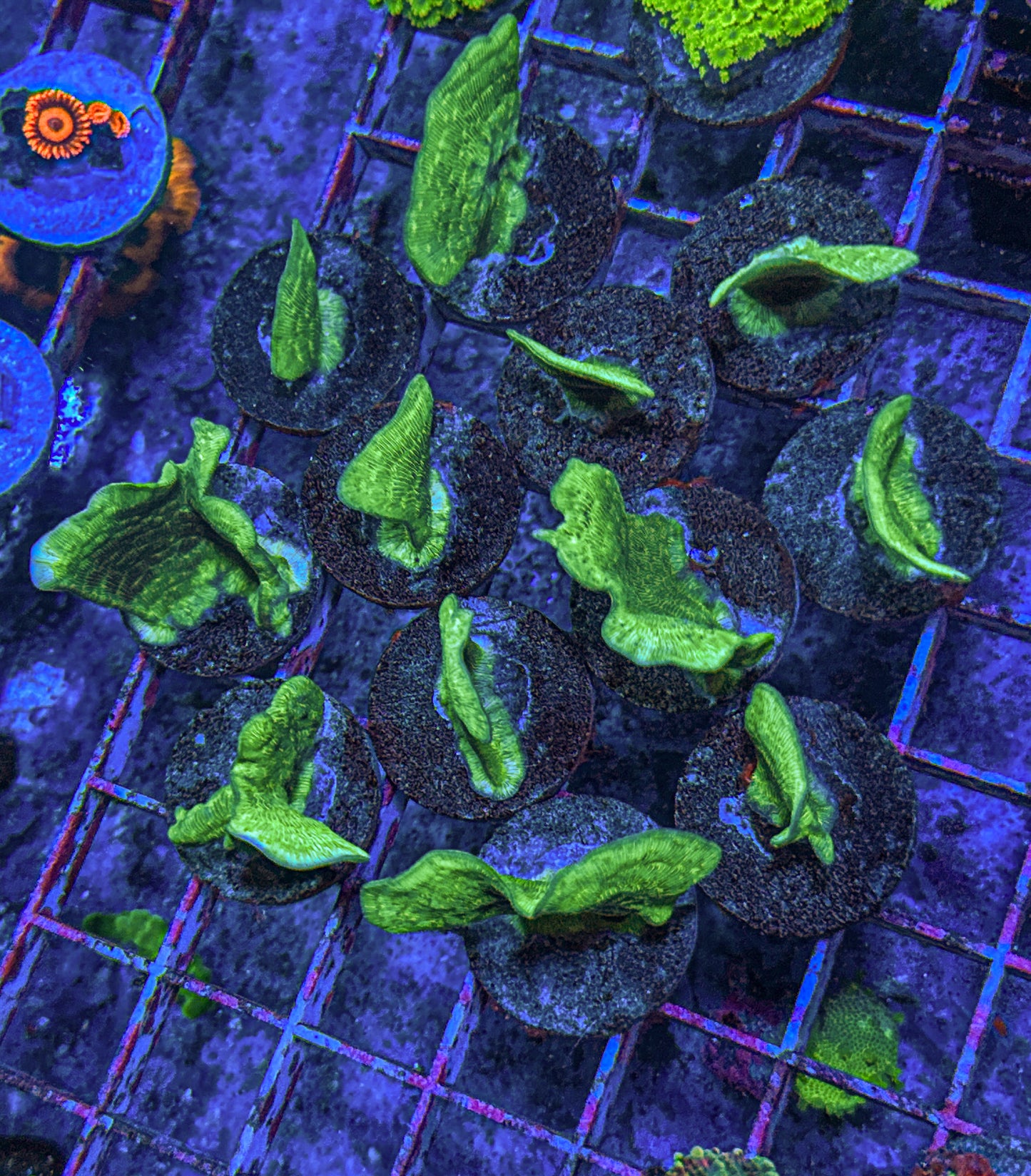 Potato Chip Coral (WYSIWYG)