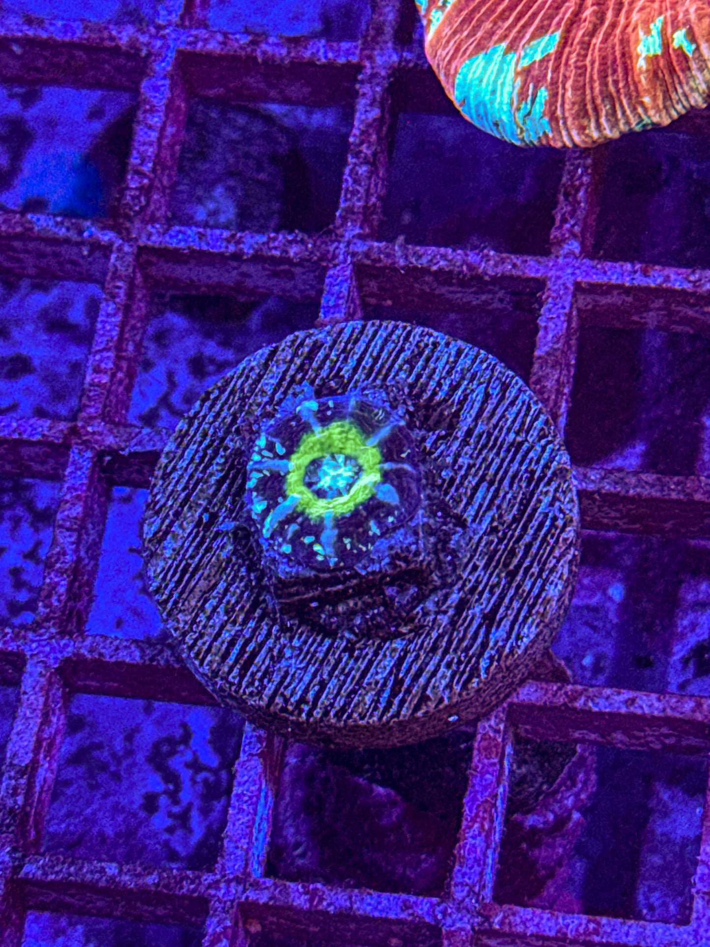 Captive Spawned Scoly (WYSIWYG)