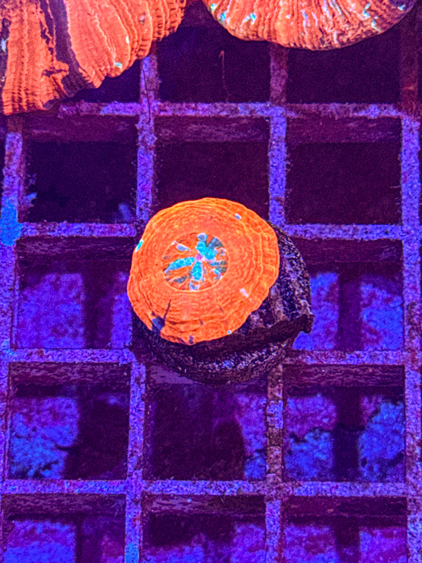 Captive Spawned Scoly (WYSIWYG)