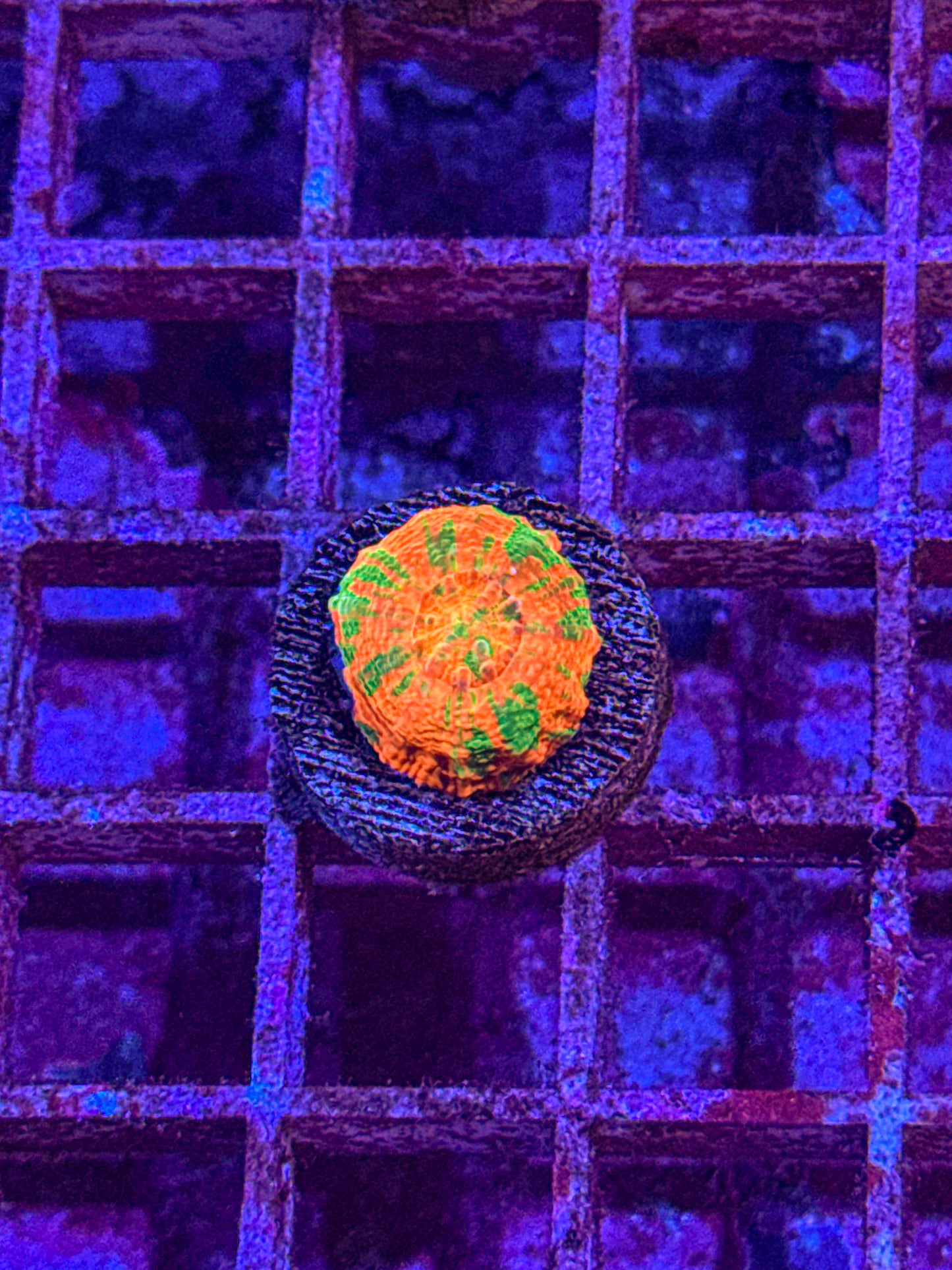 Captive Spawned Scoly (WYSIWYG)