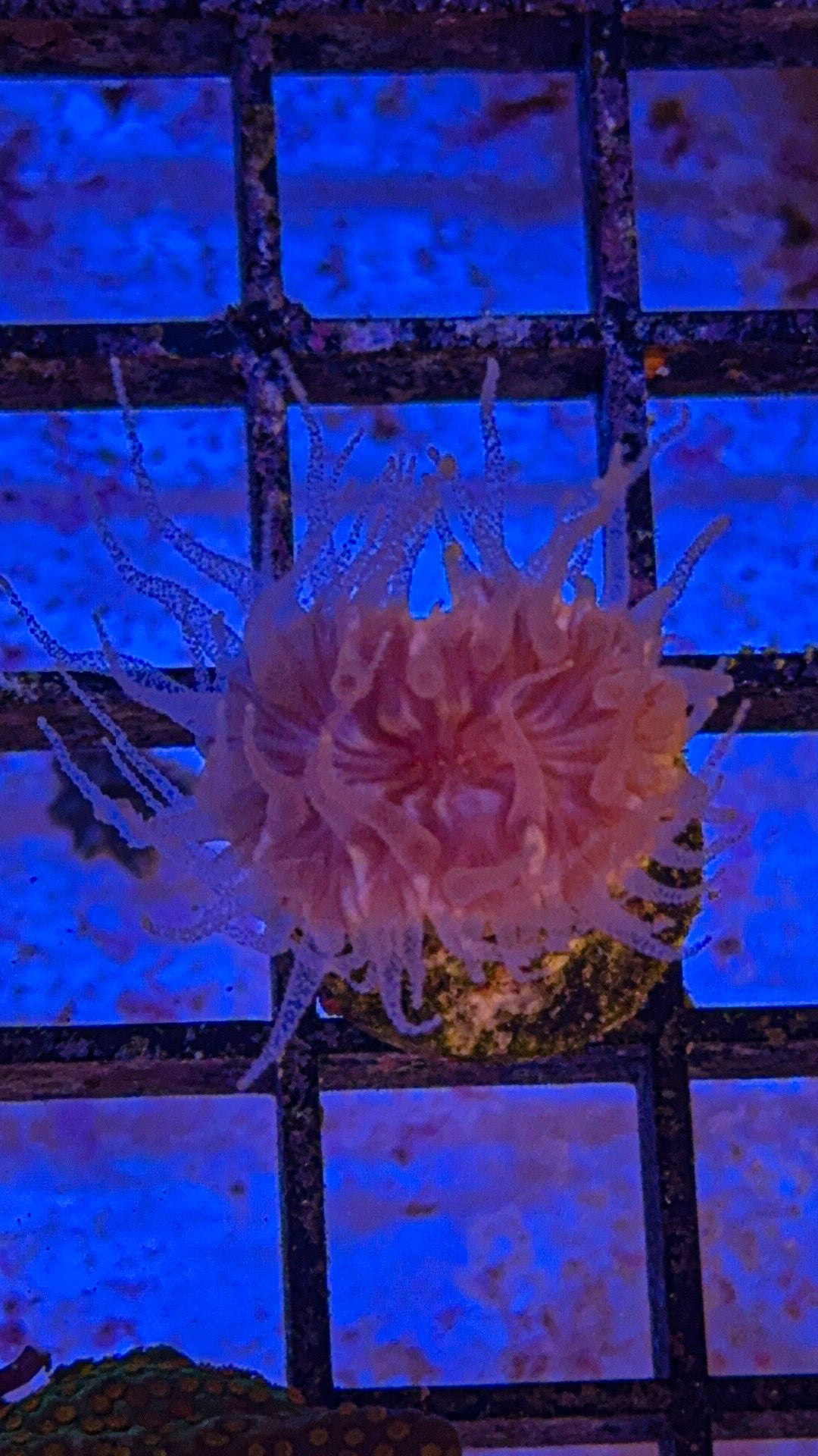 Bendrophyllia NPS Coral (WYSIWYG)
