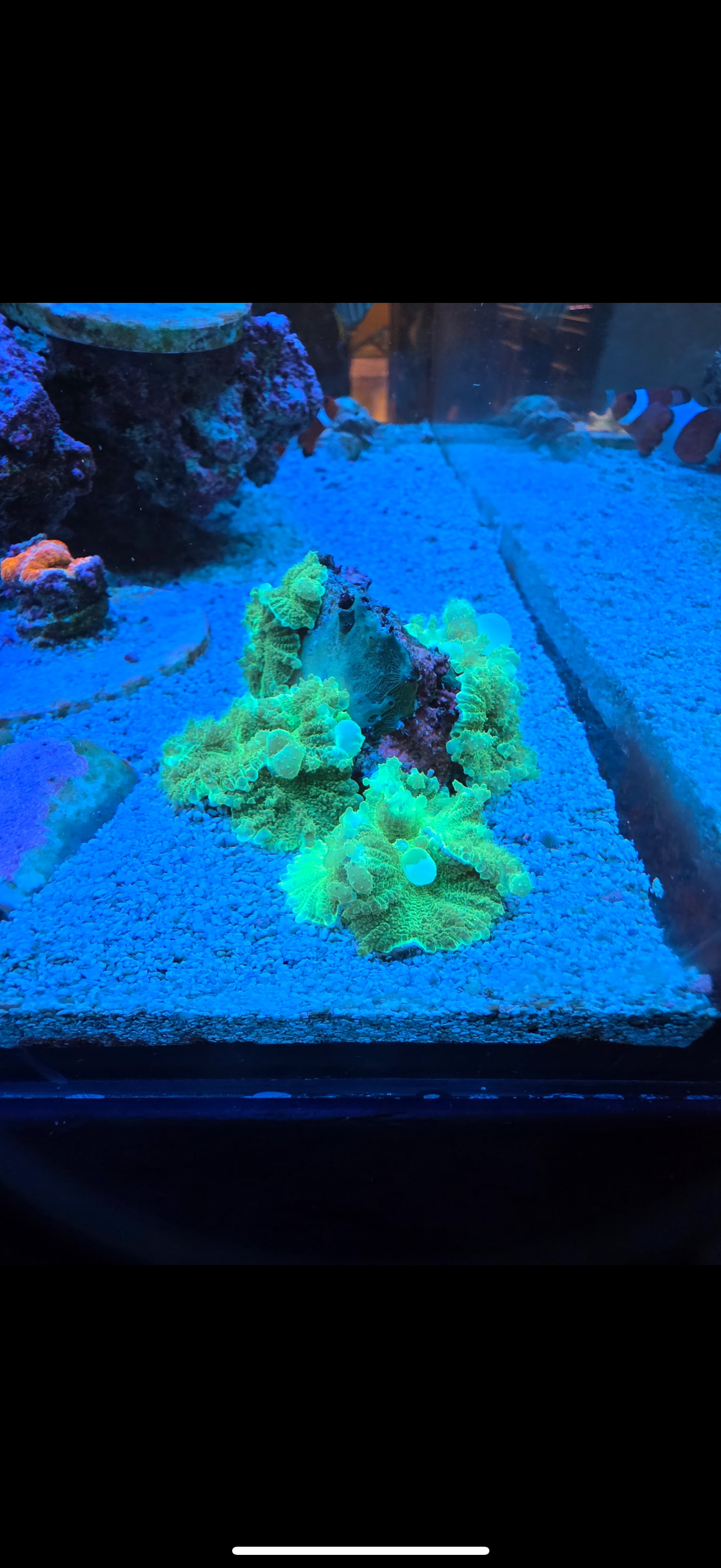 Lime Bounce Mushroom (WYSIWYG)