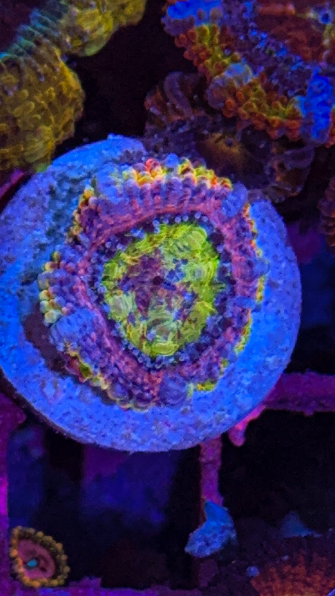Crazy Rainbow Acan (WYSIWYG)