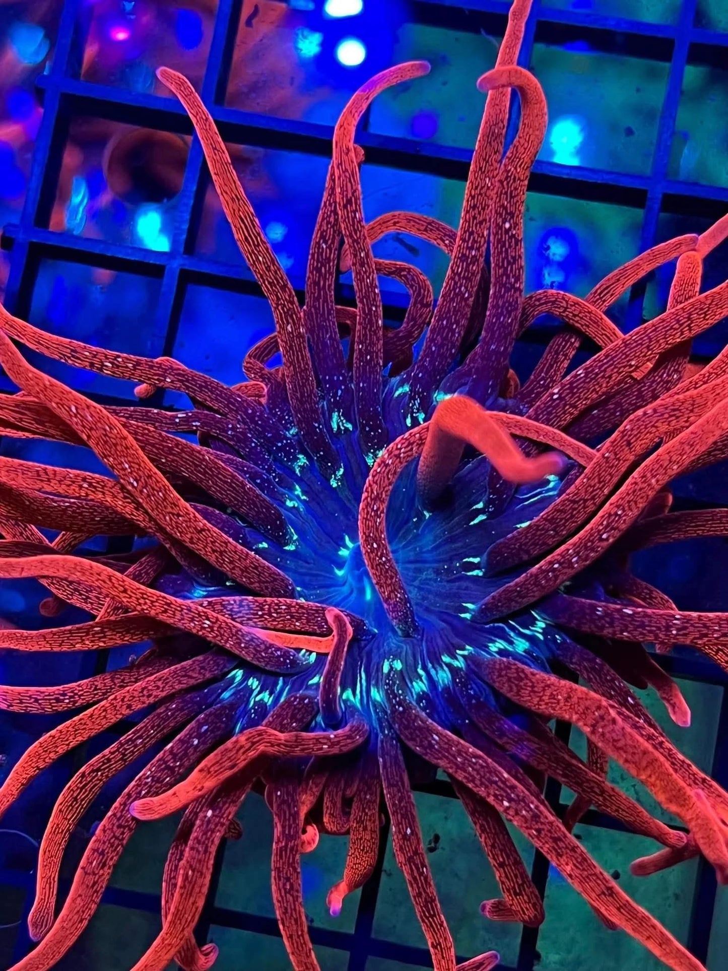 Black Widow Anemone