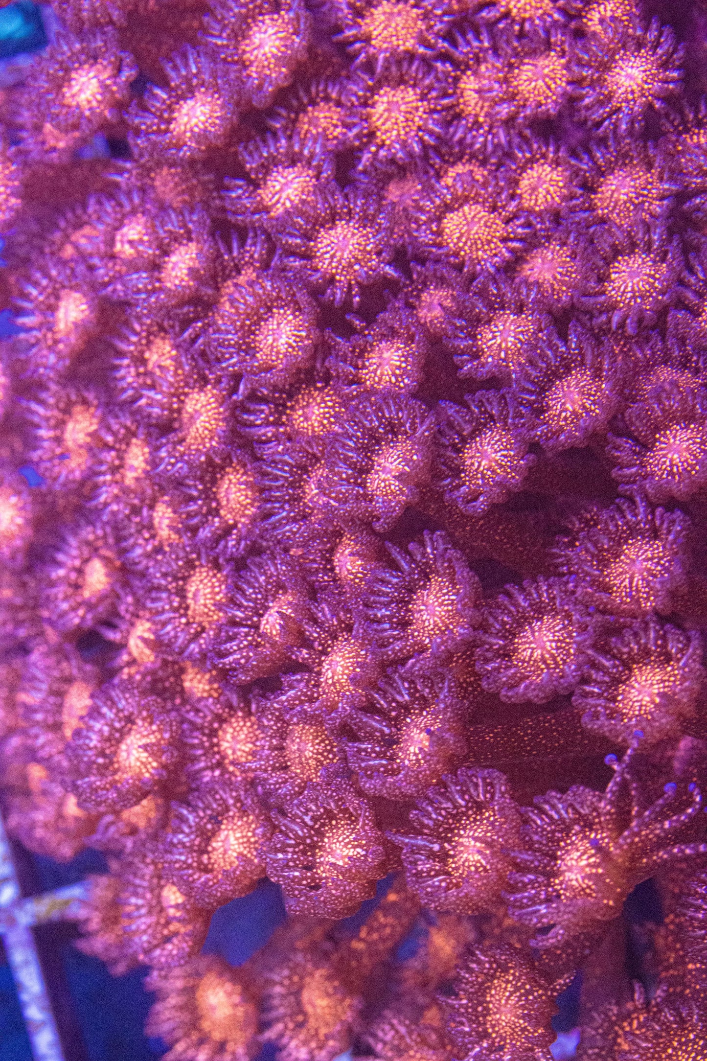 WCC Master Red Glitter Goni (WYSIWYG)