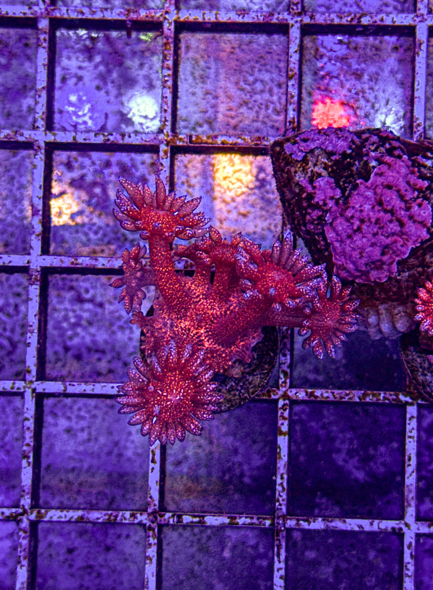 WCC Master Red Glitter Goni (WYSIWYG)