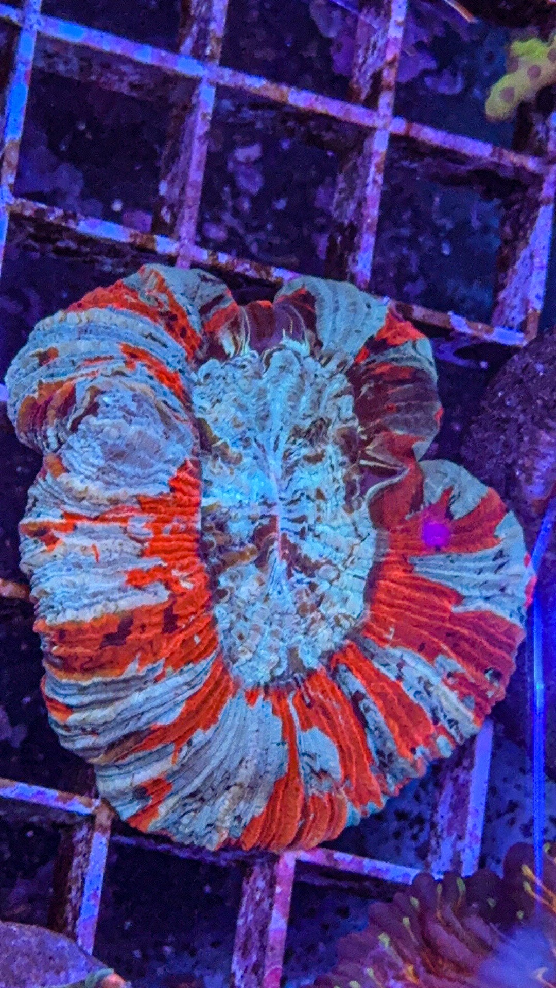 Imperfect Ultra Trachy (WYSIWYG)