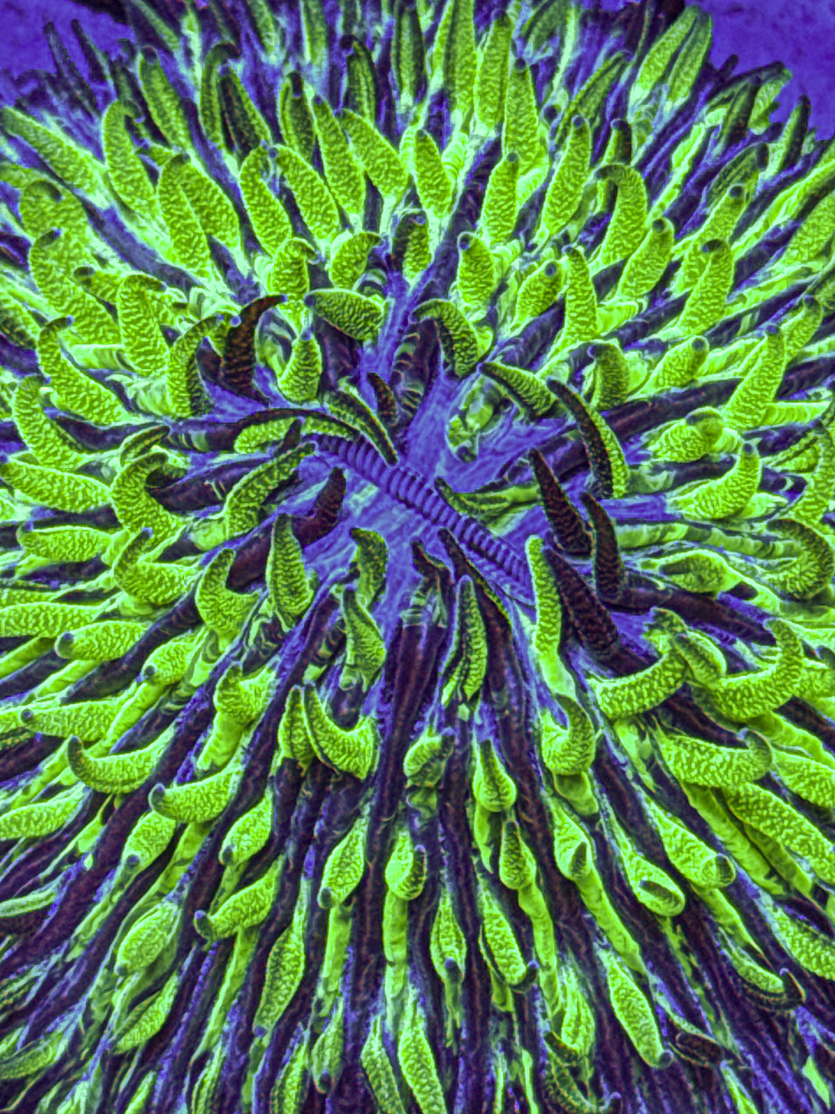 Grafted Fungia (WYSIWYG)