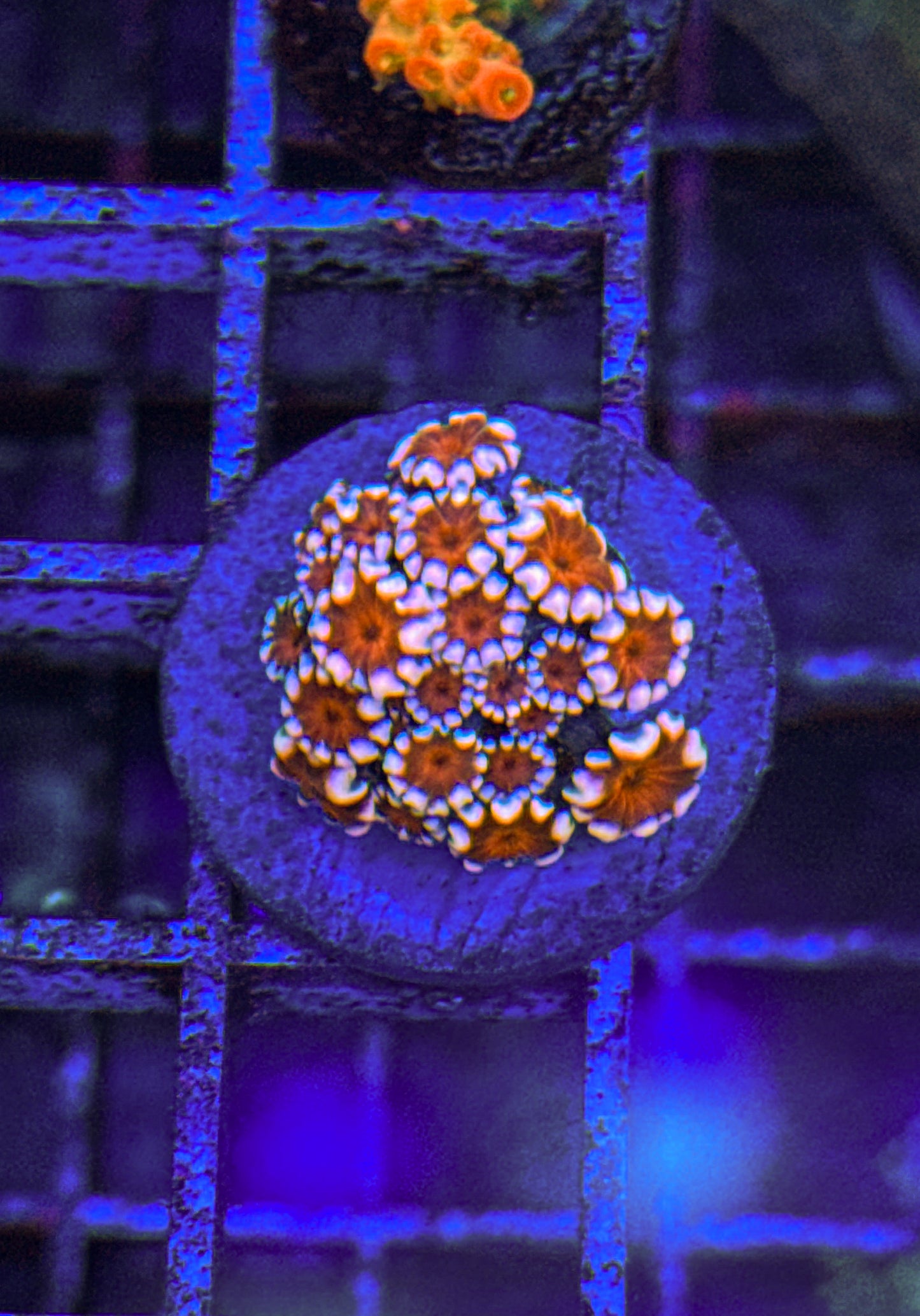 Indo Alveopora (WYSIWYG)