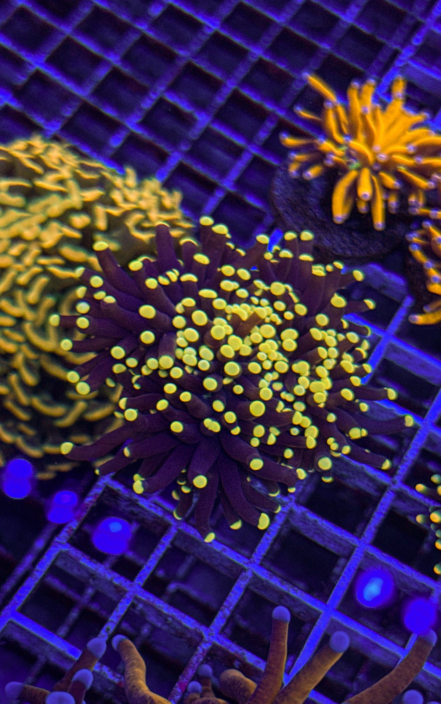 Malaysian Black Light Torch (WYSIWYG)