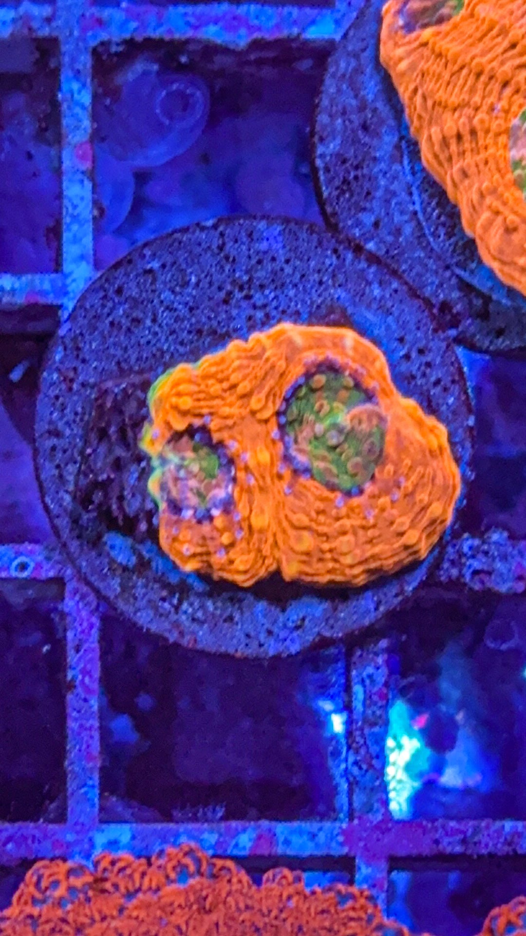 CKC Agent Orange Acan Echinata (WYSIWYG)