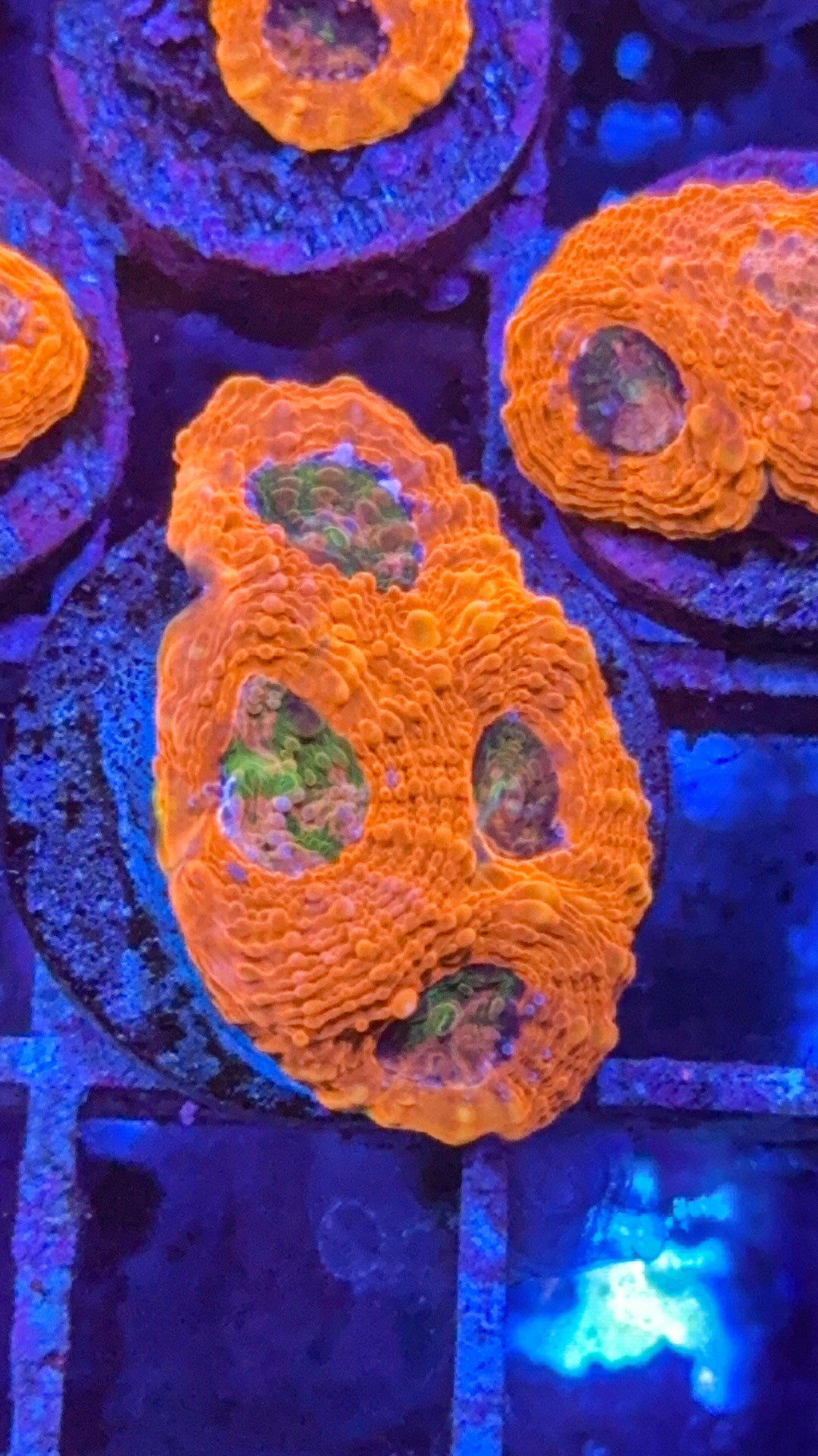 CKC Agent Orange Acan Echinata (WYSIWYG)