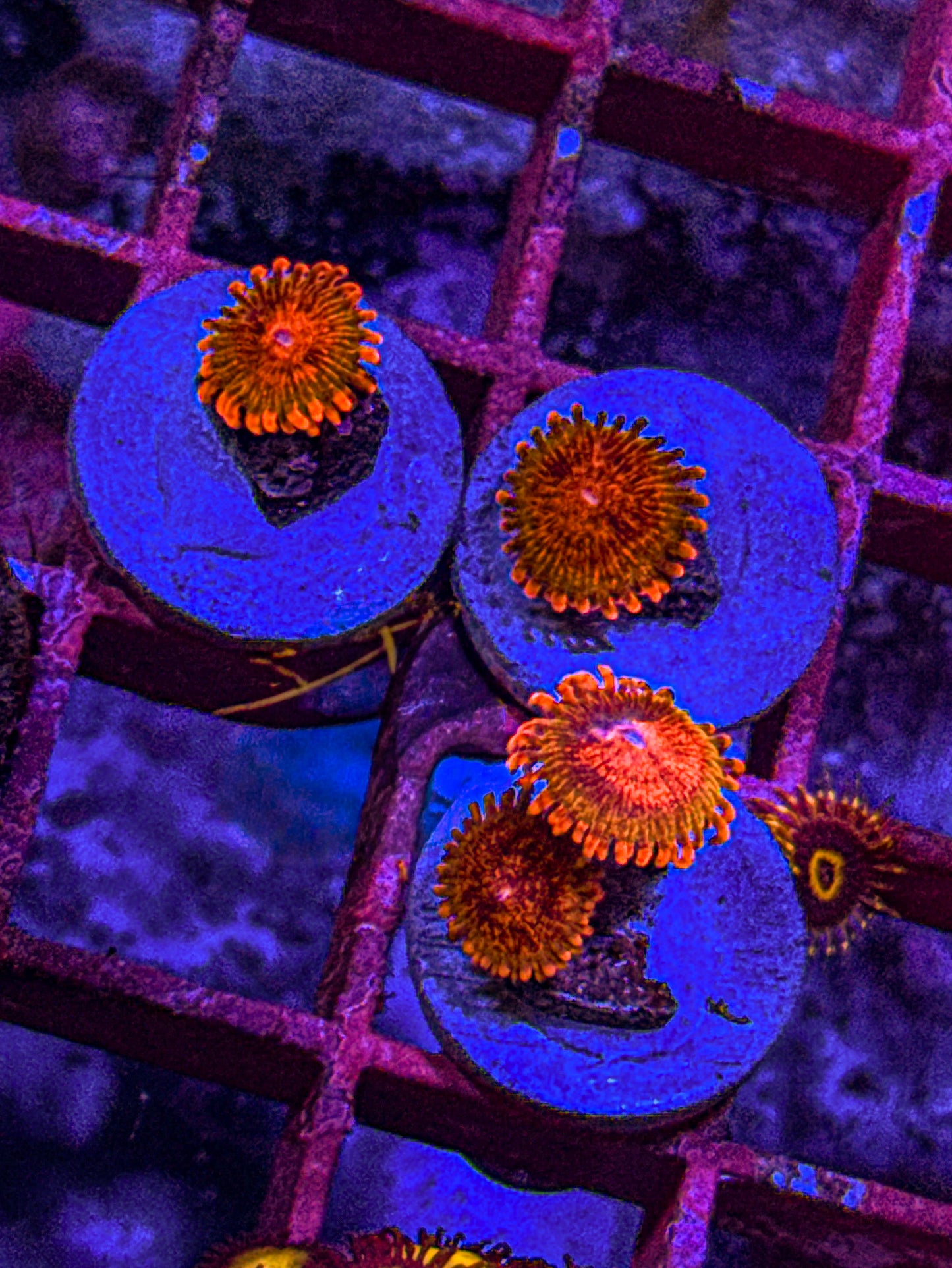 Speckled Krak Zoas (WYSIWYG)