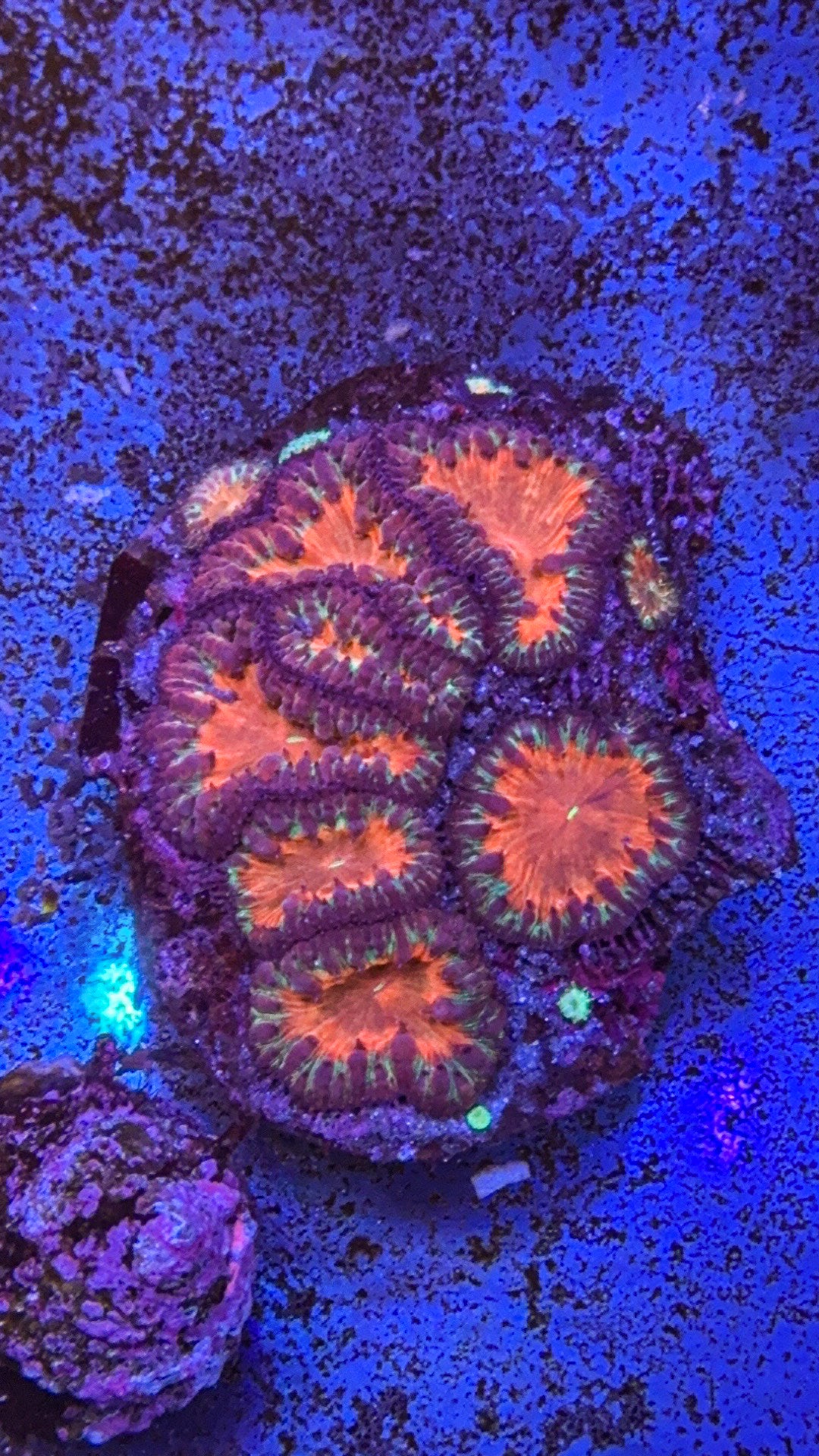 Blasto Colony (WYSIWYG)