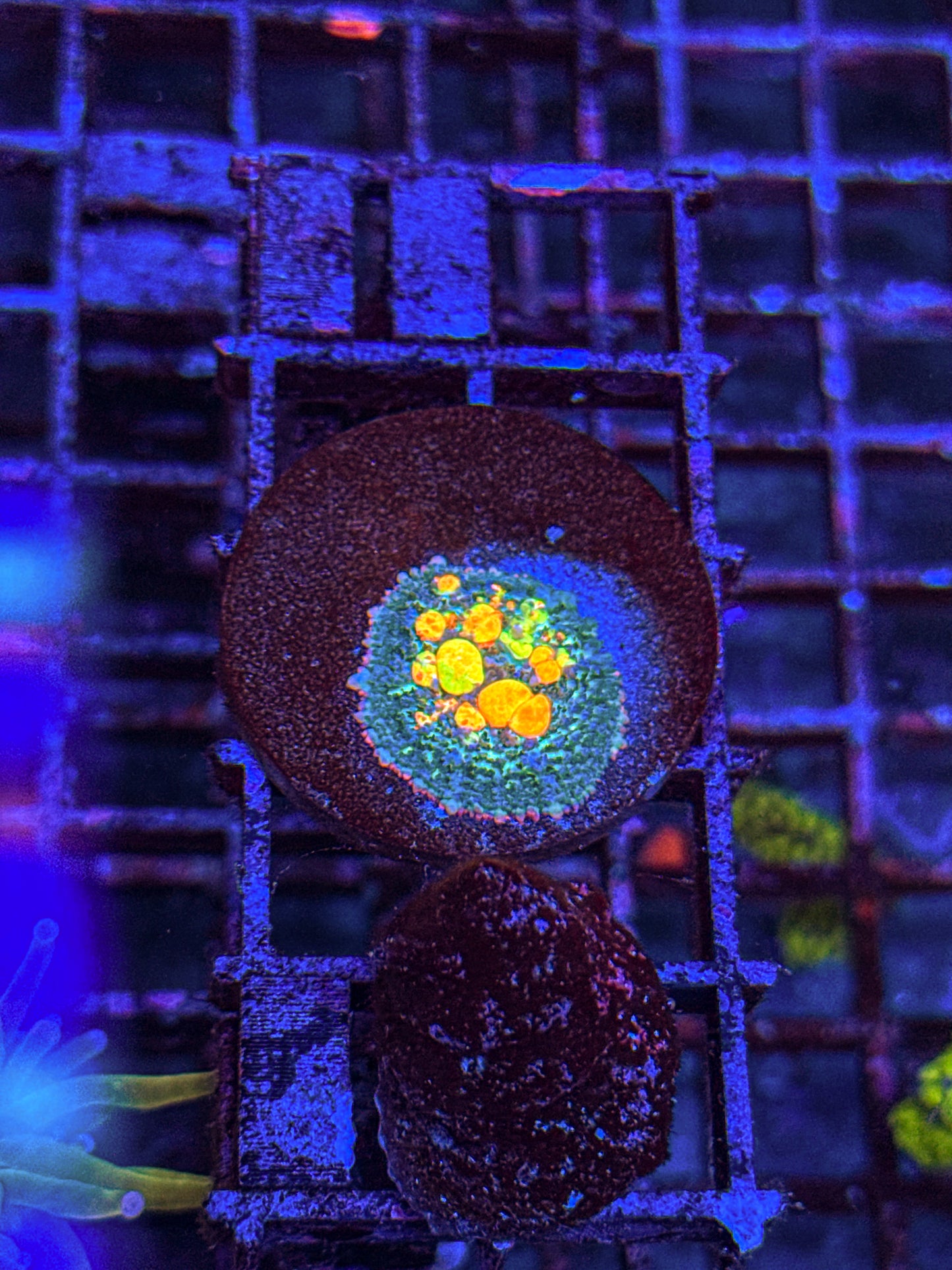 OG Bounce Mushroom (WYSIWYG)