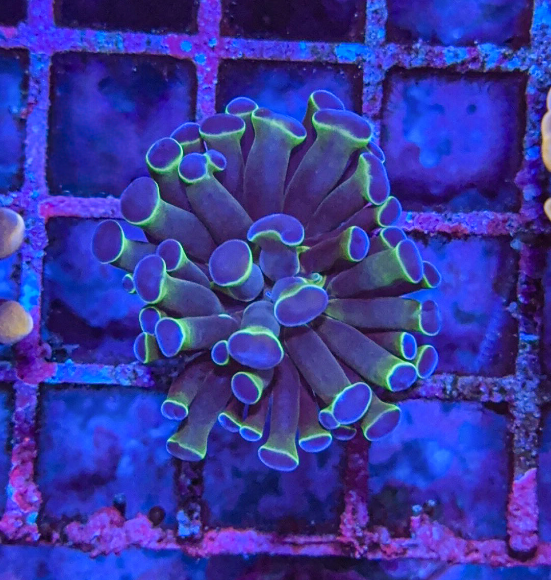 Hologram Hammer (WYSIWYG)