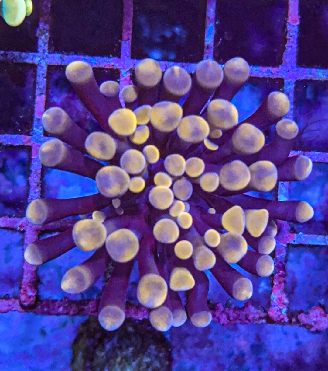 Pink Hammer (WYSIWYG)