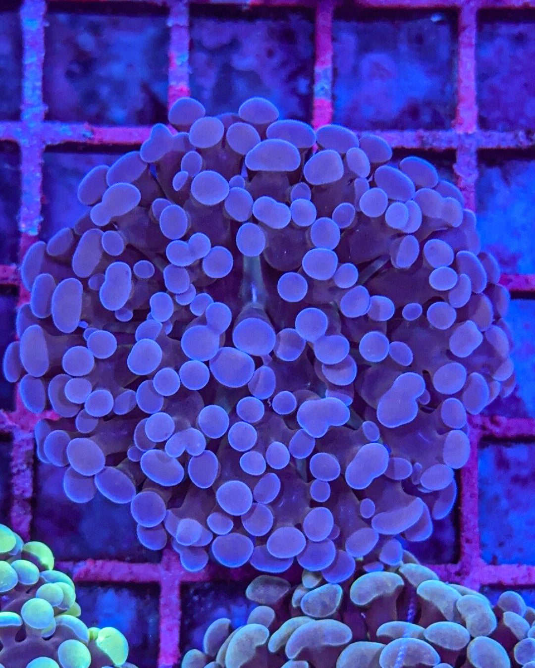 Frammer/Hammer (WYSIWYG)