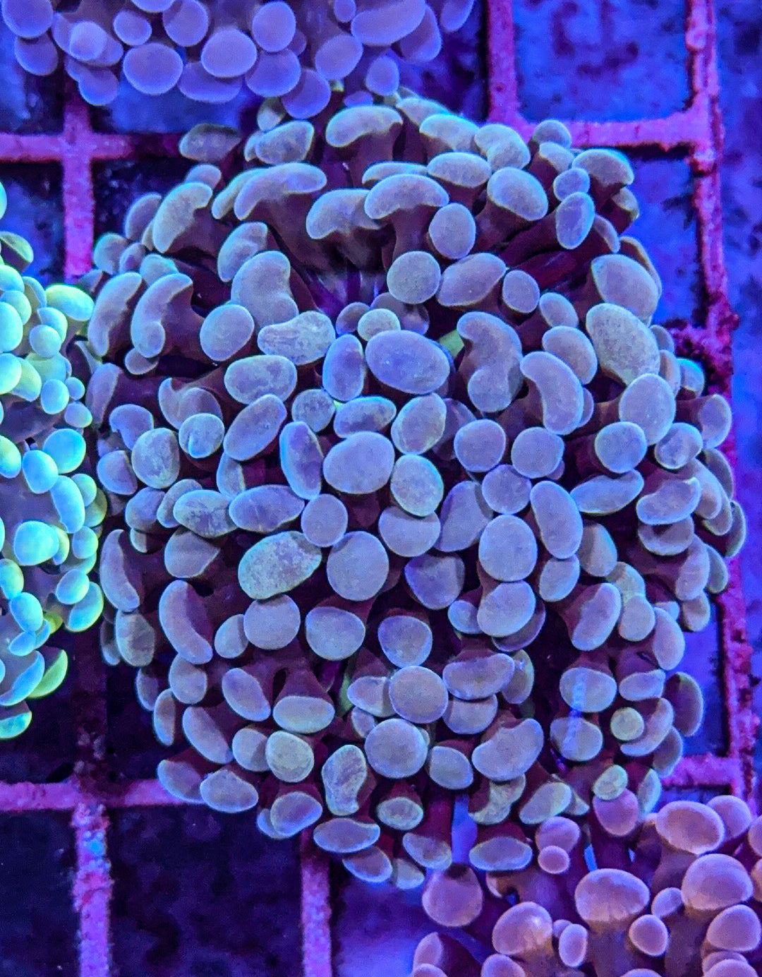 Frammer/Hammer (WYSIWYG)