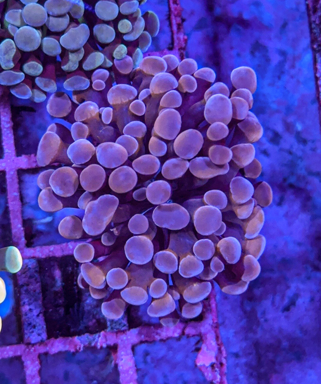 Frammer/Hammer (WYSIWYG)