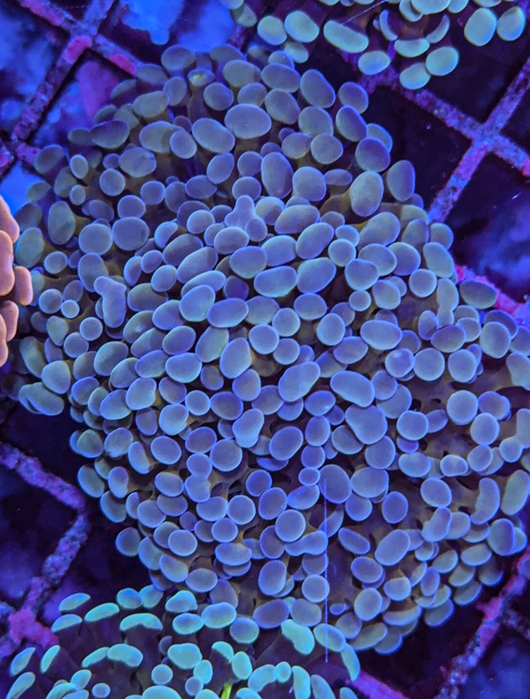 Frammer/Hammer (WYSIWYG)