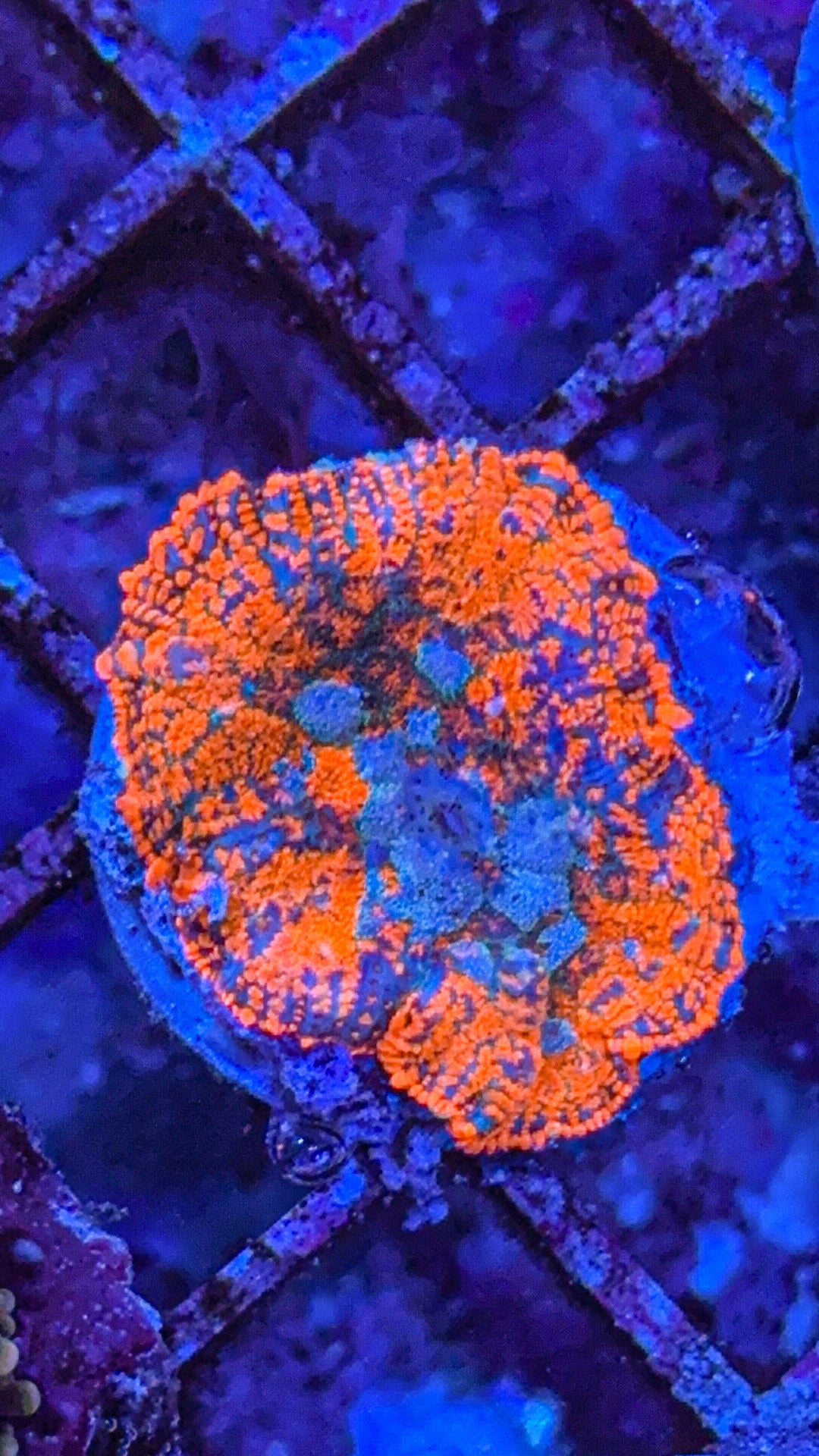 Superman Rhodactis Mushroom (WYSIWYG)