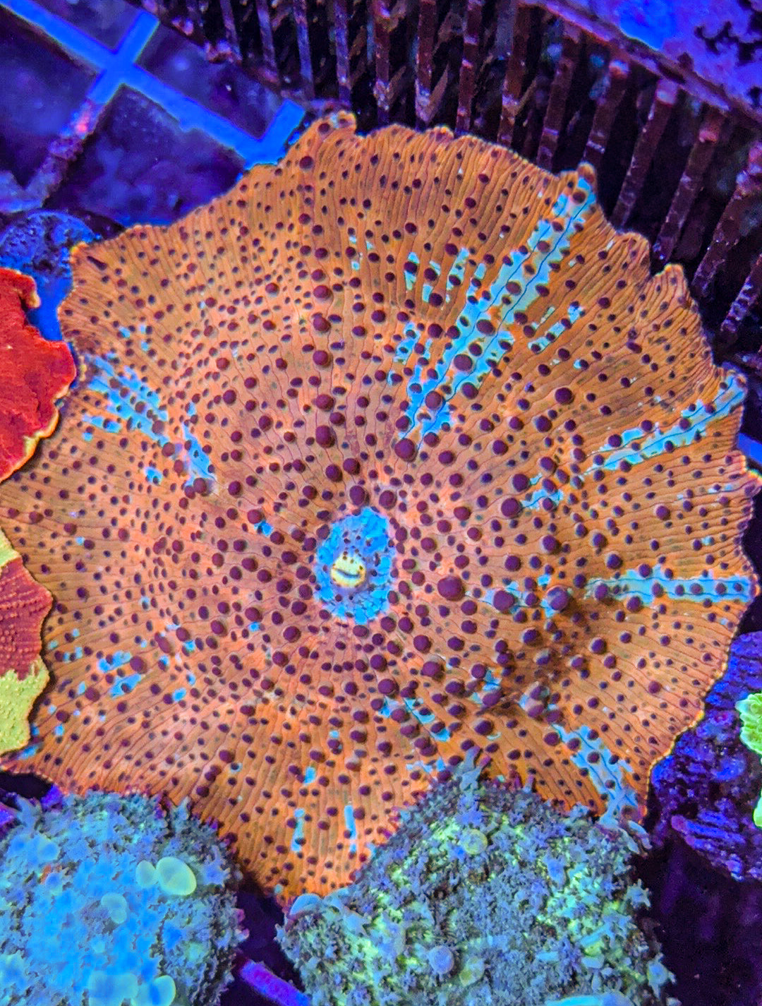 Leopard Discosome Mushroom (WYSIWYG)