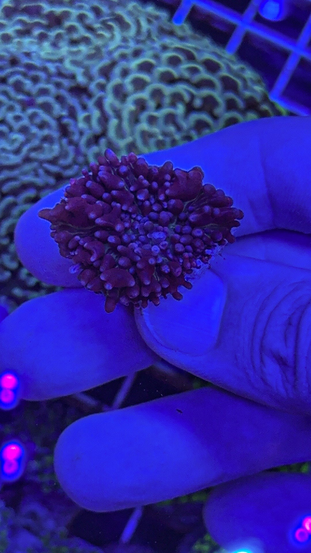 The Flash Bounce Mushroom (WYSIWYG)