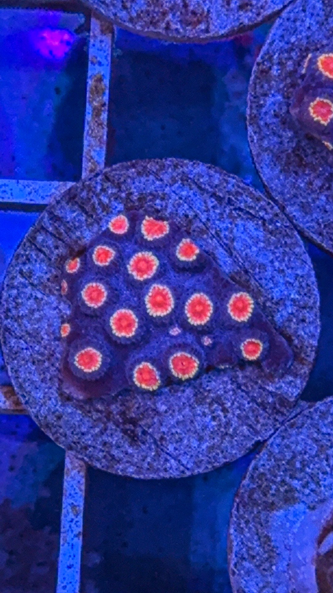 Biohazard Cyphastrea (WYSIWYG)