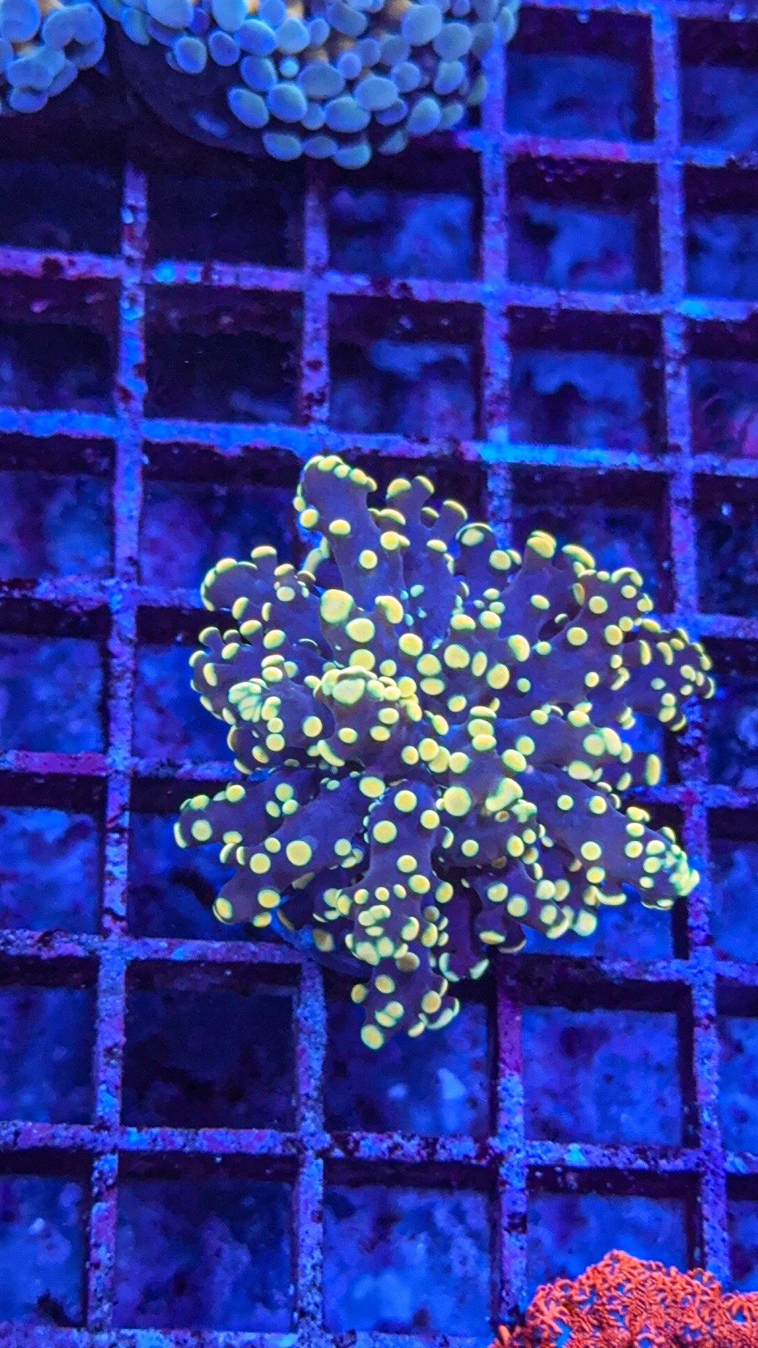 Yellow Octospawn (WYSIWYG)