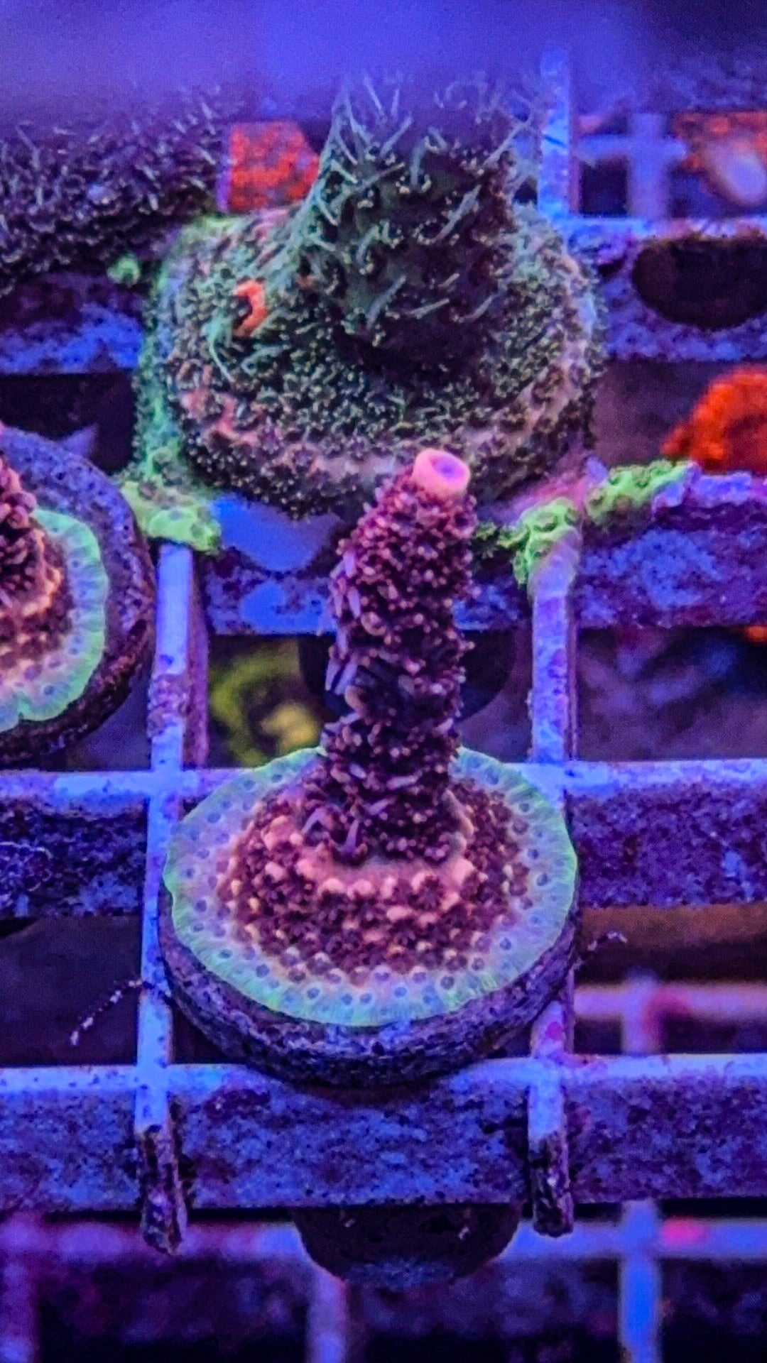 WCC Wooly Mammoth Milli (WYSIWYG)