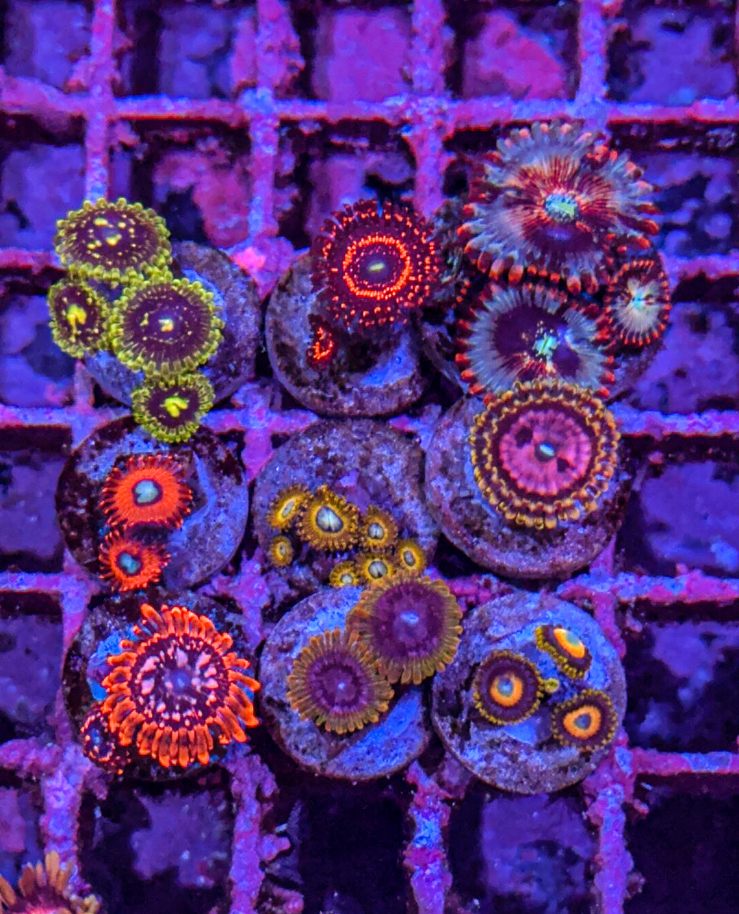 Custom Zoa Pack (WYSIWYG)